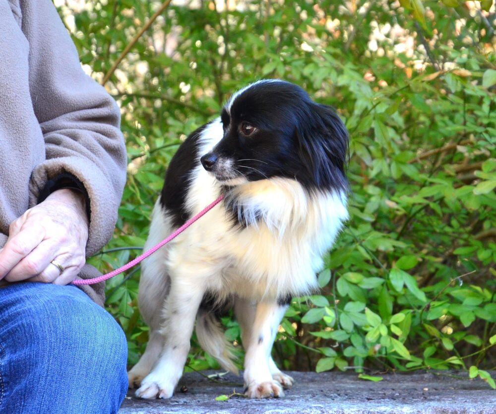 Mattie, Adoptable, Young Female Maltese & Poodle.