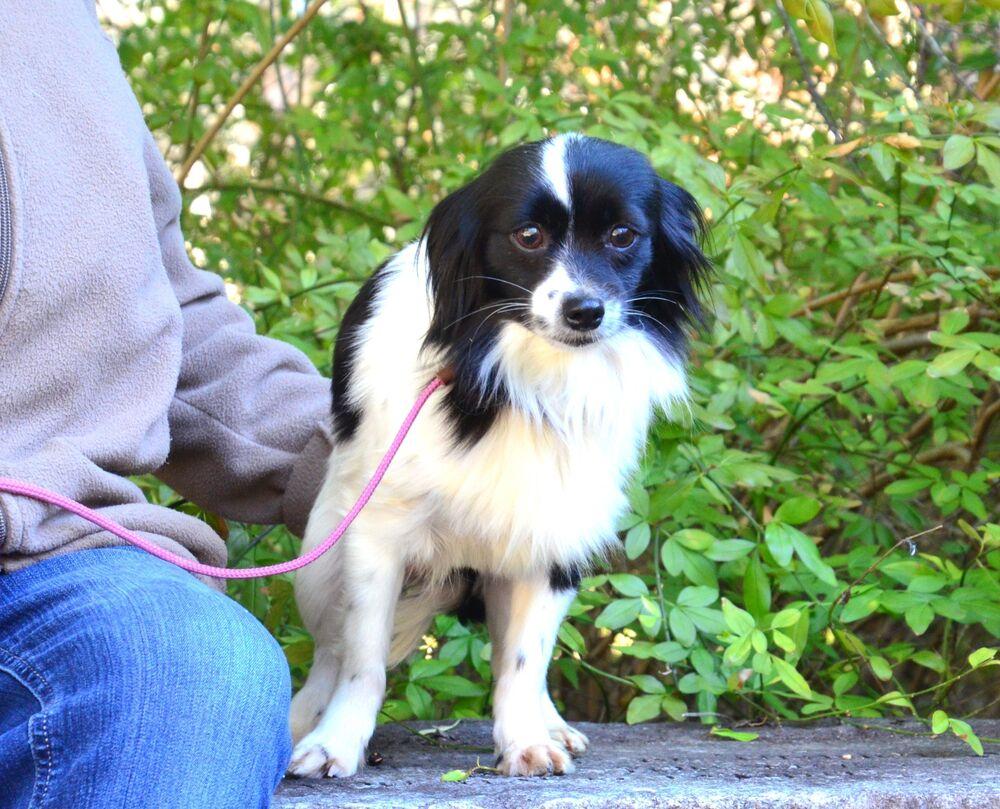 Enlarge Mattie, a Adoptable mixed breed in Willingboro, NJ image 2/6