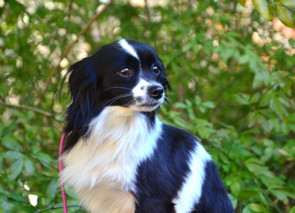 Enlarge Mattie, a Adoptable mixed breed in Willingboro, NJ image 3/6