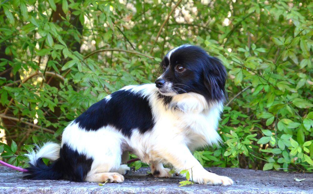 Enlarge Mattie, a Adoptable mixed breed in Willingboro, NJ image 4/6