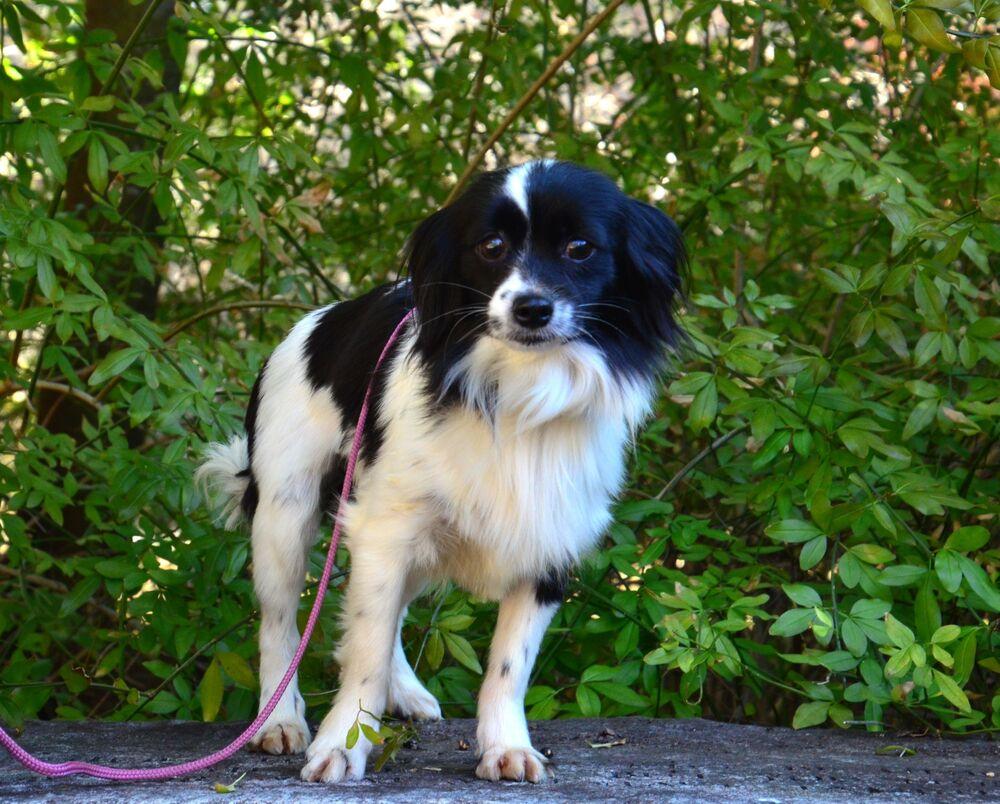 Enlarge Mattie, a Adoptable mixed breed in Willingboro, NJ image 5/6