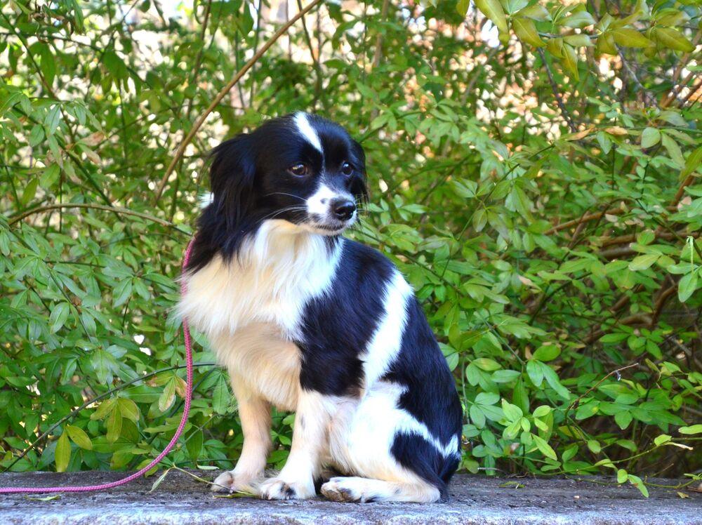 Enlarge Mattie, a Adoptable mixed breed in Willingboro, NJ image 6/6