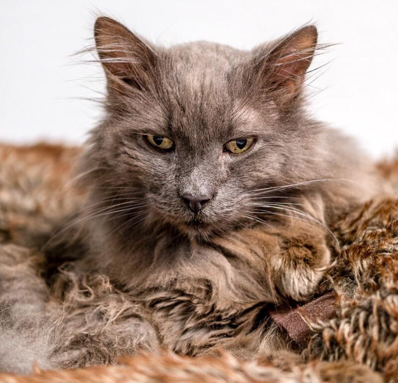 Wilson, a Adoptable Domestic Medium Hair in Arlington, WA image 1/6