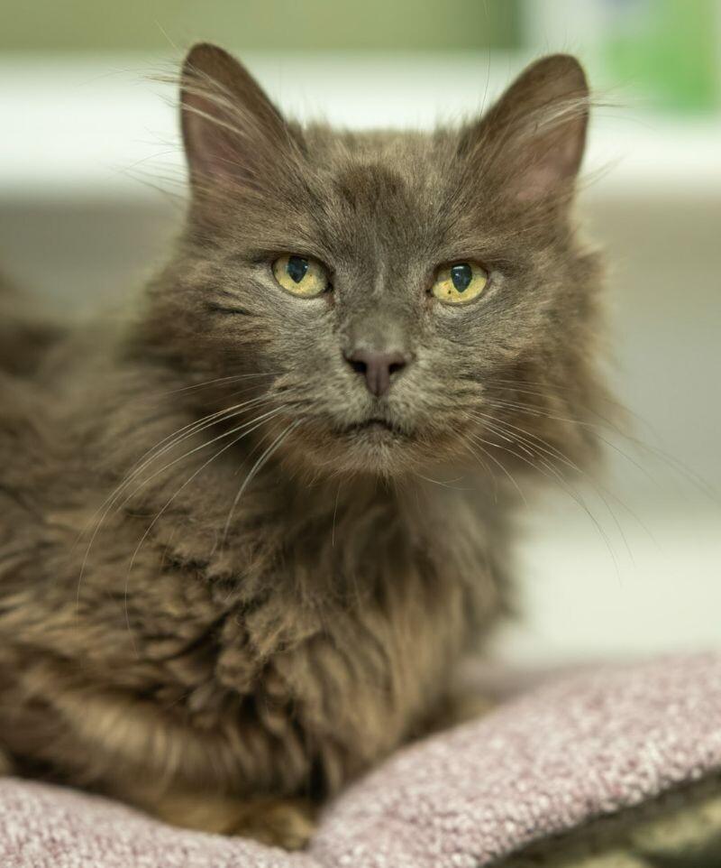 Wilson, a Adoptable Domestic Medium Hair in Arlington, WA image 2/6