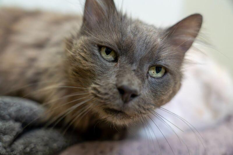 Wilson, a Adoptable Domestic Medium Hair in Arlington, WA image 3/6