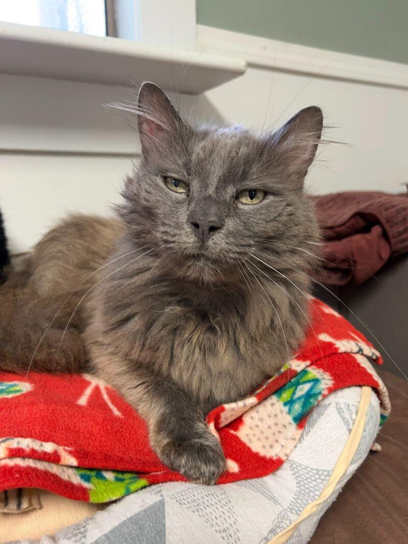 Wilson, a Adoptable Domestic Medium Hair in Arlington, WA image 4/6