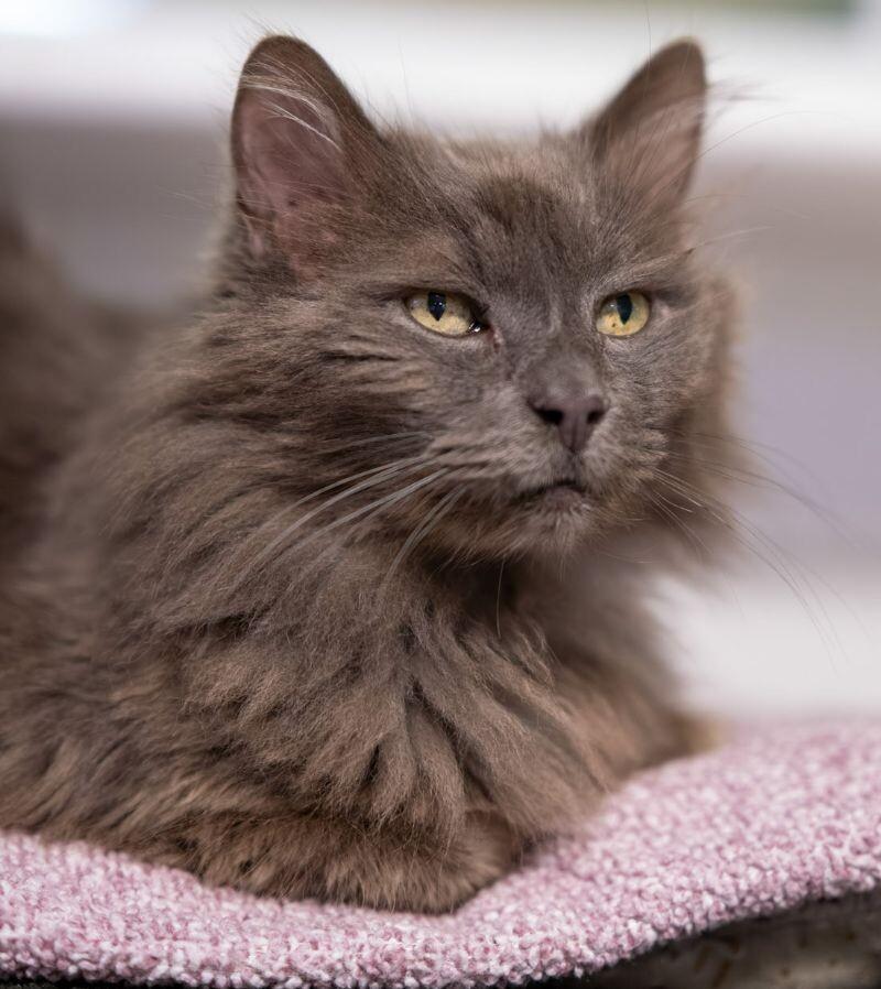 Wilson, a Adoptable Domestic Medium Hair in Arlington, WA image 5/6