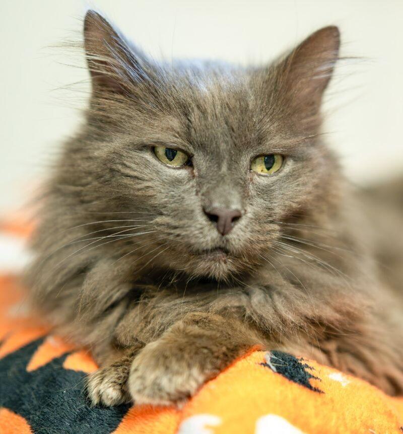 Wilson, a Adoptable Domestic Medium Hair in Arlington, WA image 6/6