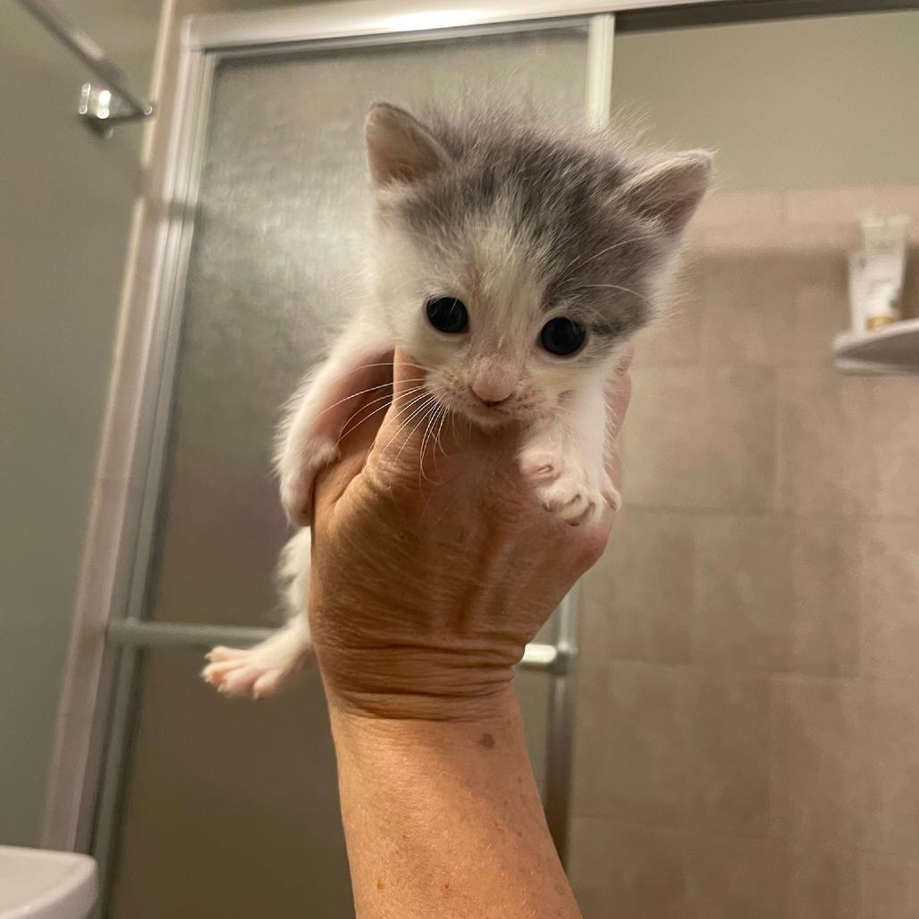 Enlarge Thumbprint, a Adoptable Domestic Short Hair in Bel Air, MD image 2/3