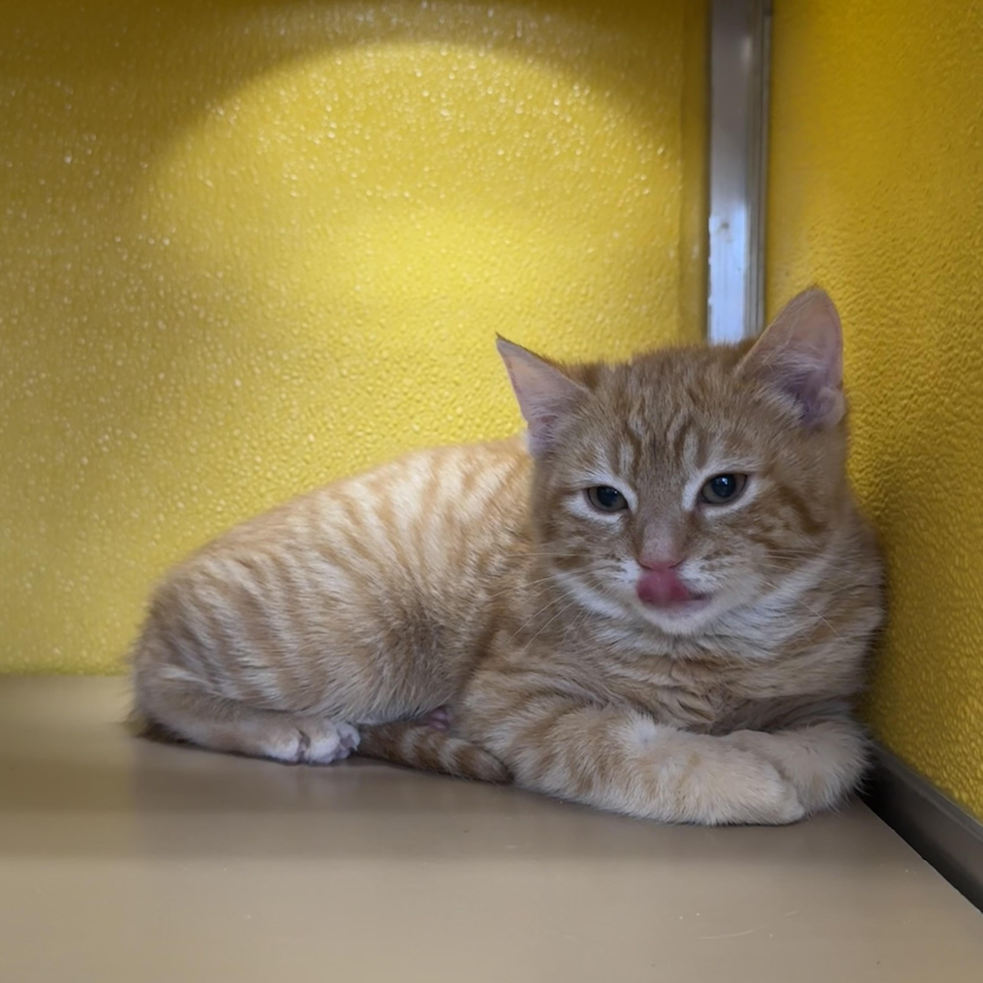 Enlarge Curly, a ADOPTABLE Domestic Short Hair in Fall River, MA image 1/3