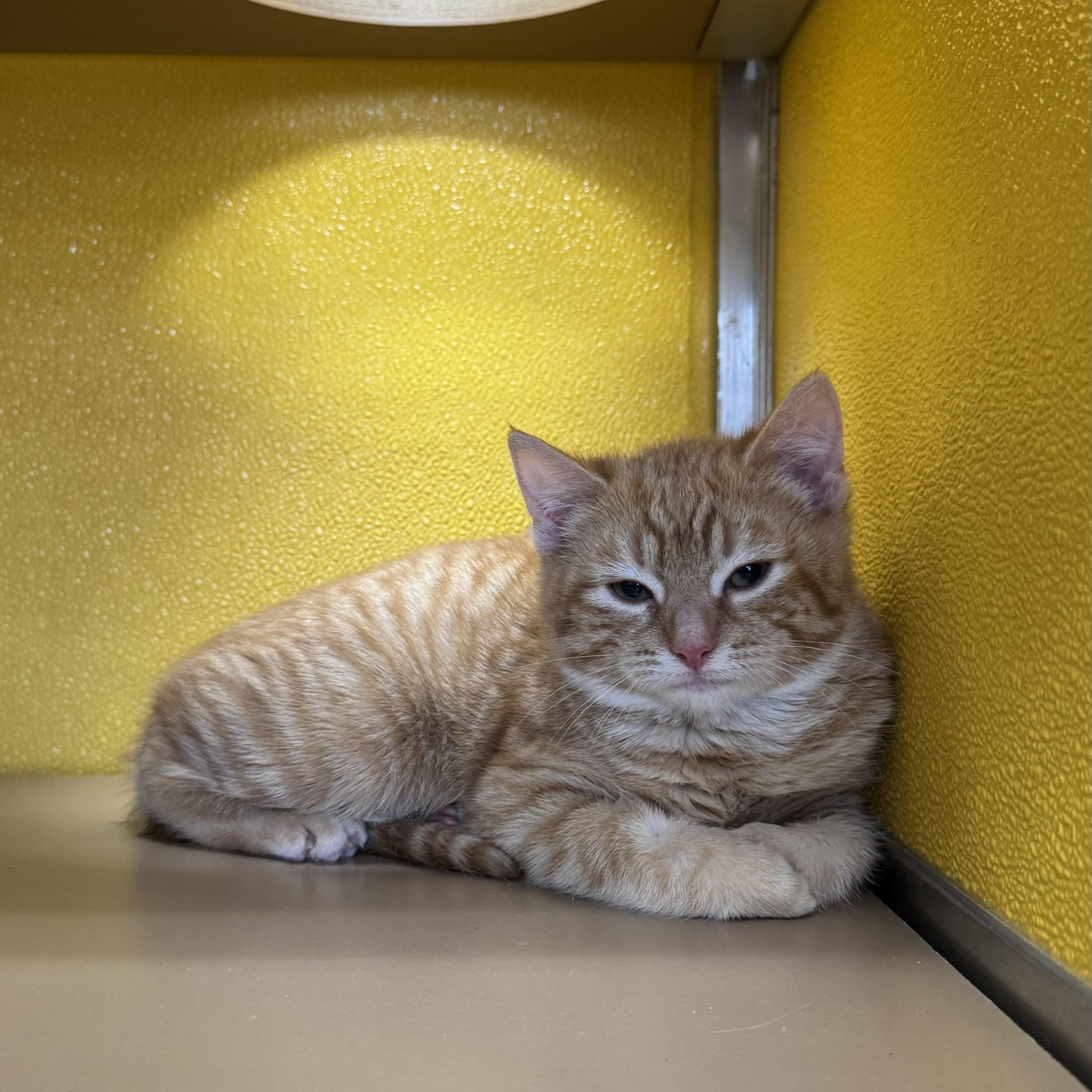 Enlarge Curly, a ADOPTABLE Domestic Short Hair in Fall River, MA image 2/3