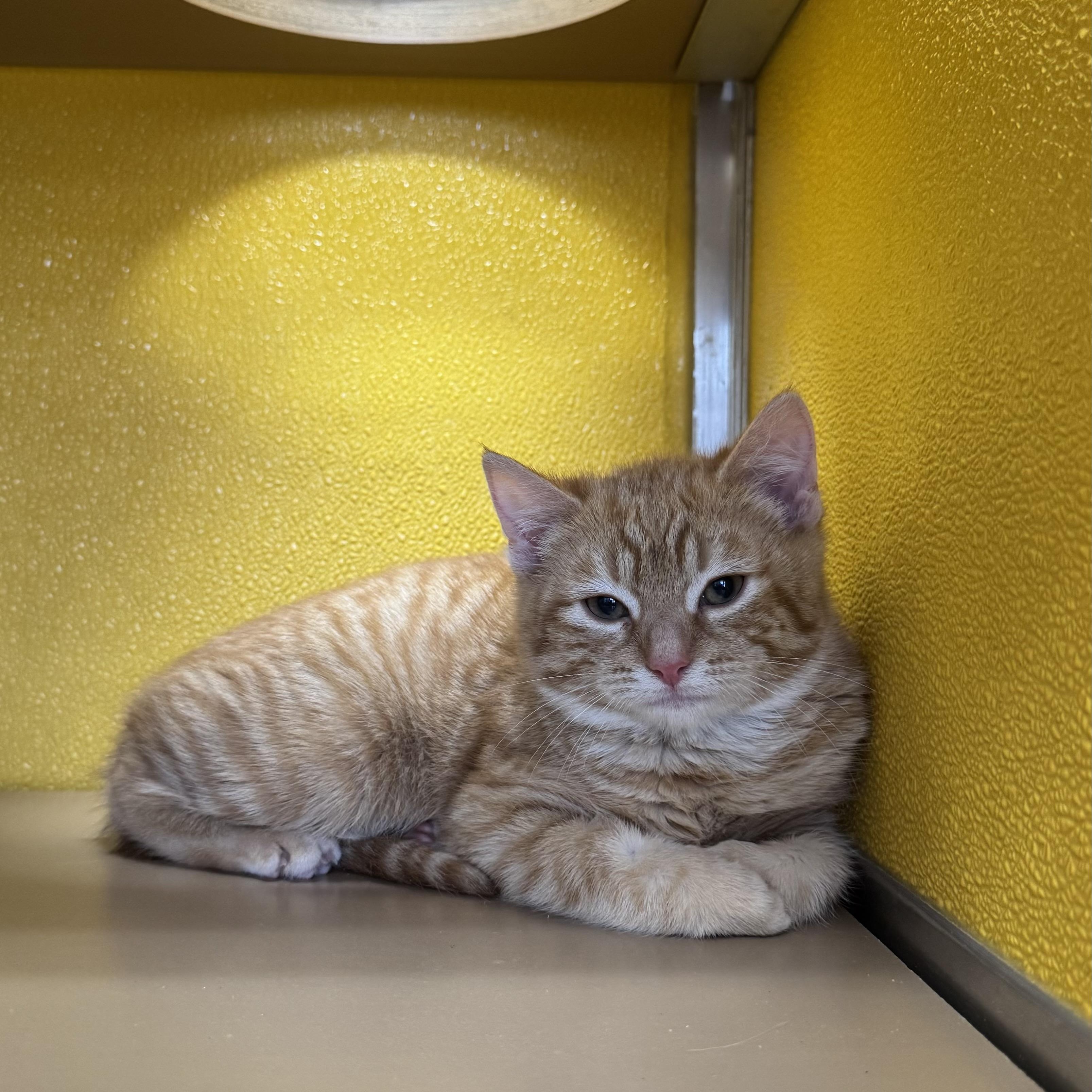 Enlarge Curly, a ADOPTABLE Domestic Short Hair in Fall River, MA image 3/3