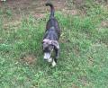 Dos, Adoptable, Young Male Australian Cattle Dog / Blue Heeler.