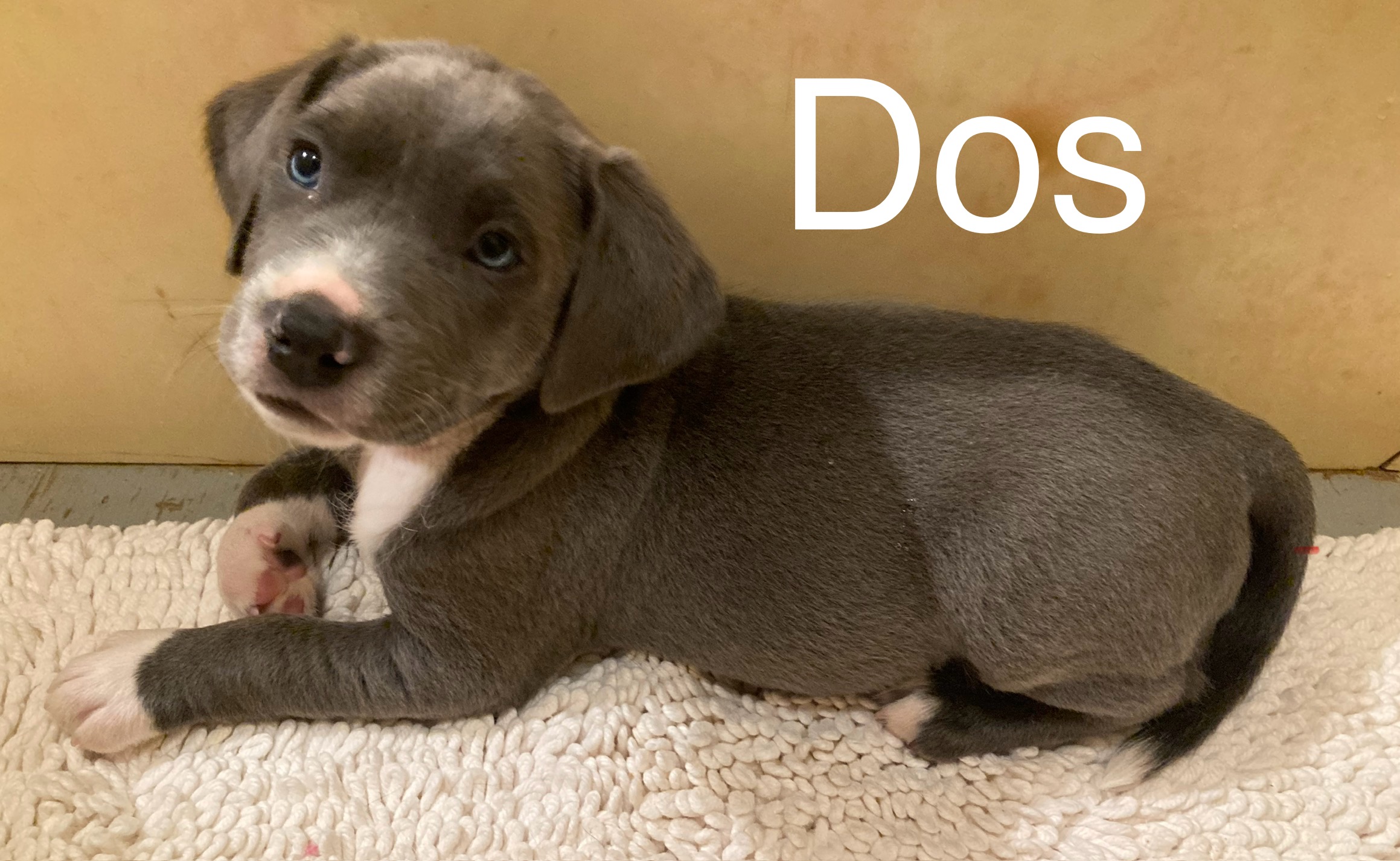 Dos, Adoptable, Young Male Australian Cattle Dog / Blue Heeler.