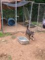 Enlarge Dos, a Adoptable mixed breed in Ruston, LA image 3/4