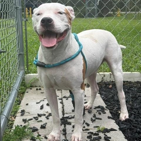 Enlarge Blake, a Adoptable American Bulldog in St. Augustine, FL image 3/4