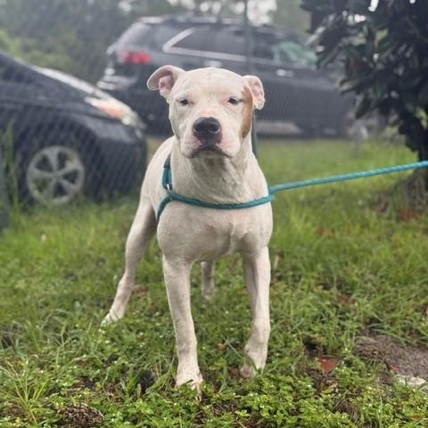 Blake, Adoptable, Adult Male American Bulldog.