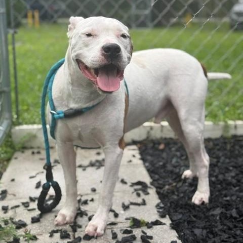 Enlarge Blake, a Adoptable American Bulldog in St. Augustine, FL image 2/4