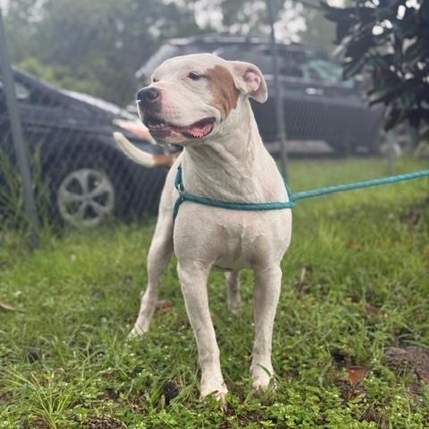 Enlarge Blake, a Adoptable American Bulldog in St. Augustine, FL image 4/4