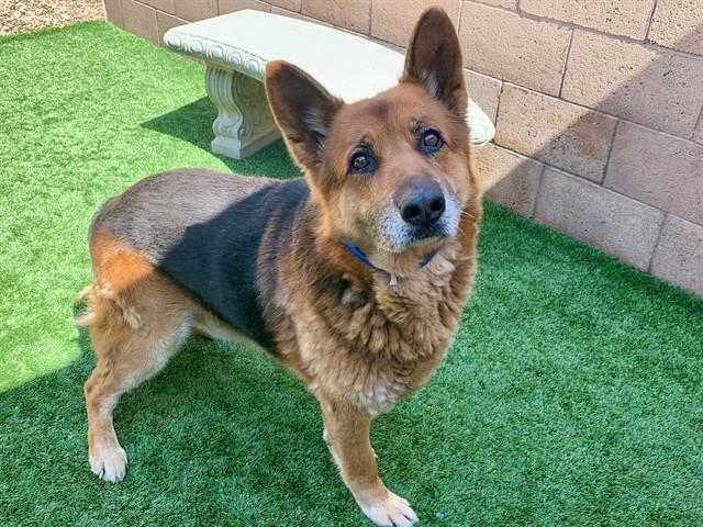 Enlarge ROMAN, a Adoptable German Shepherd Dog in Moreno Valley, CA image 1/1