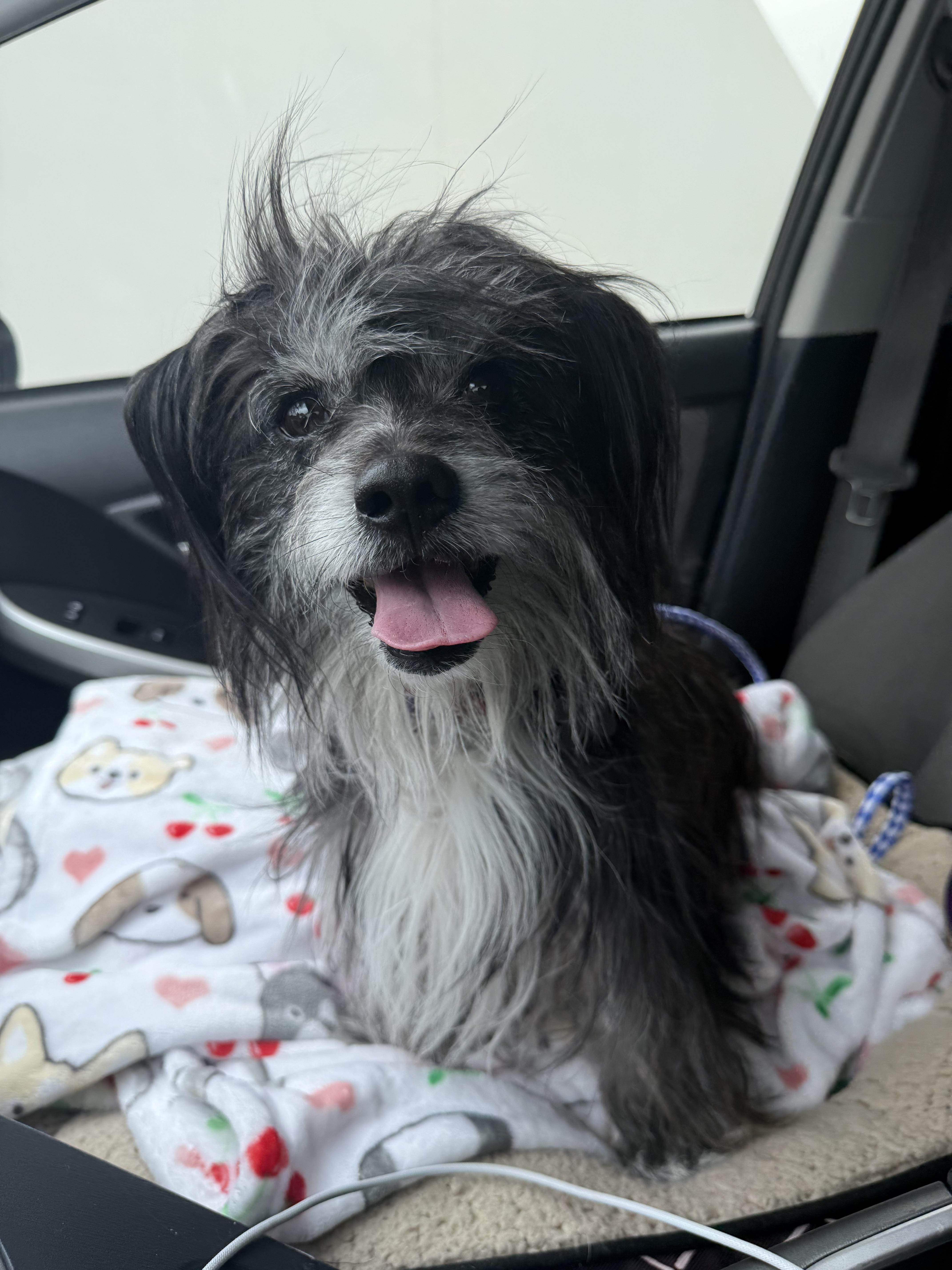 Jack, an adopted mixed breed in Laguna Beach, CA image 2/5