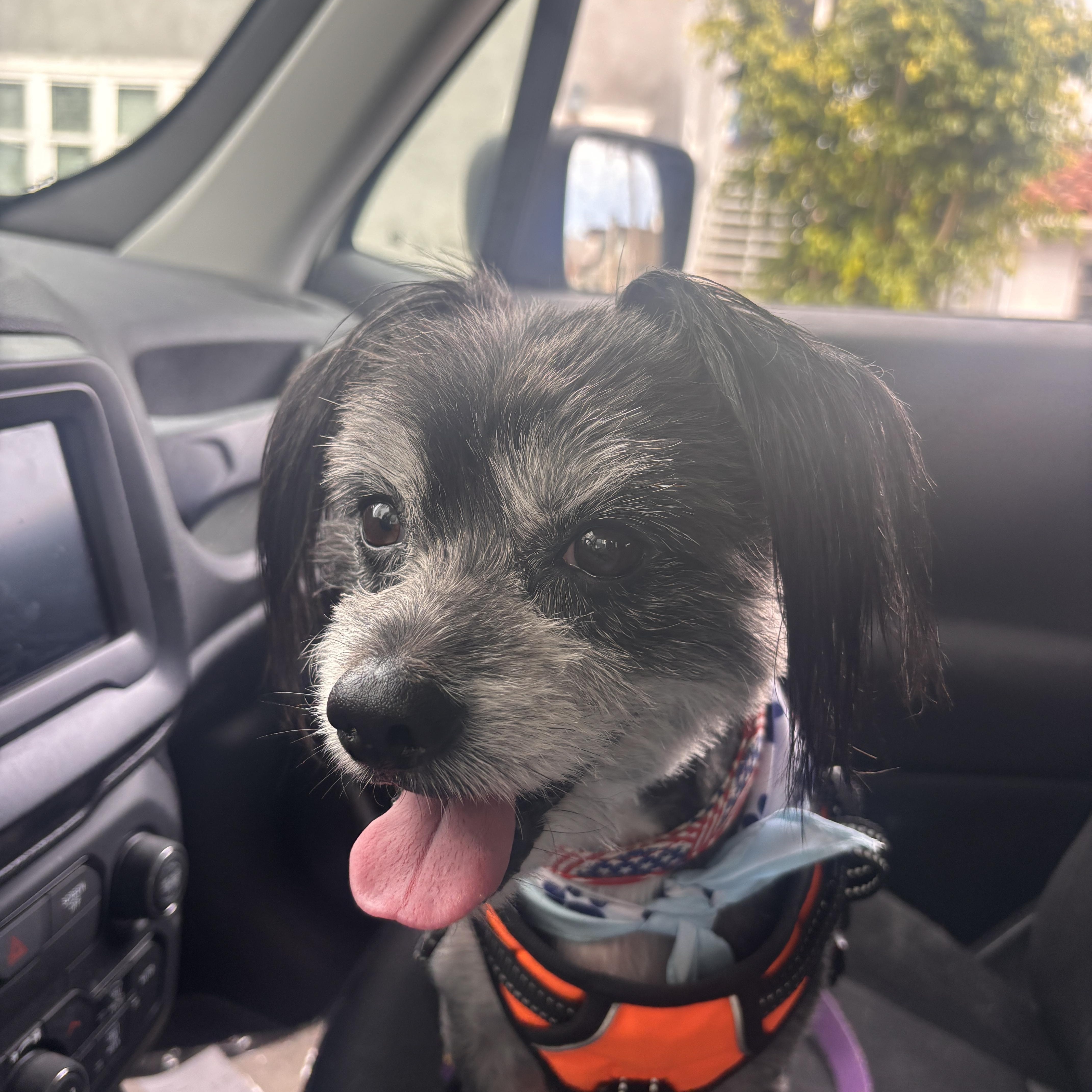 Jack, an adopted mixed breed in Laguna Beach, CA image 3/5