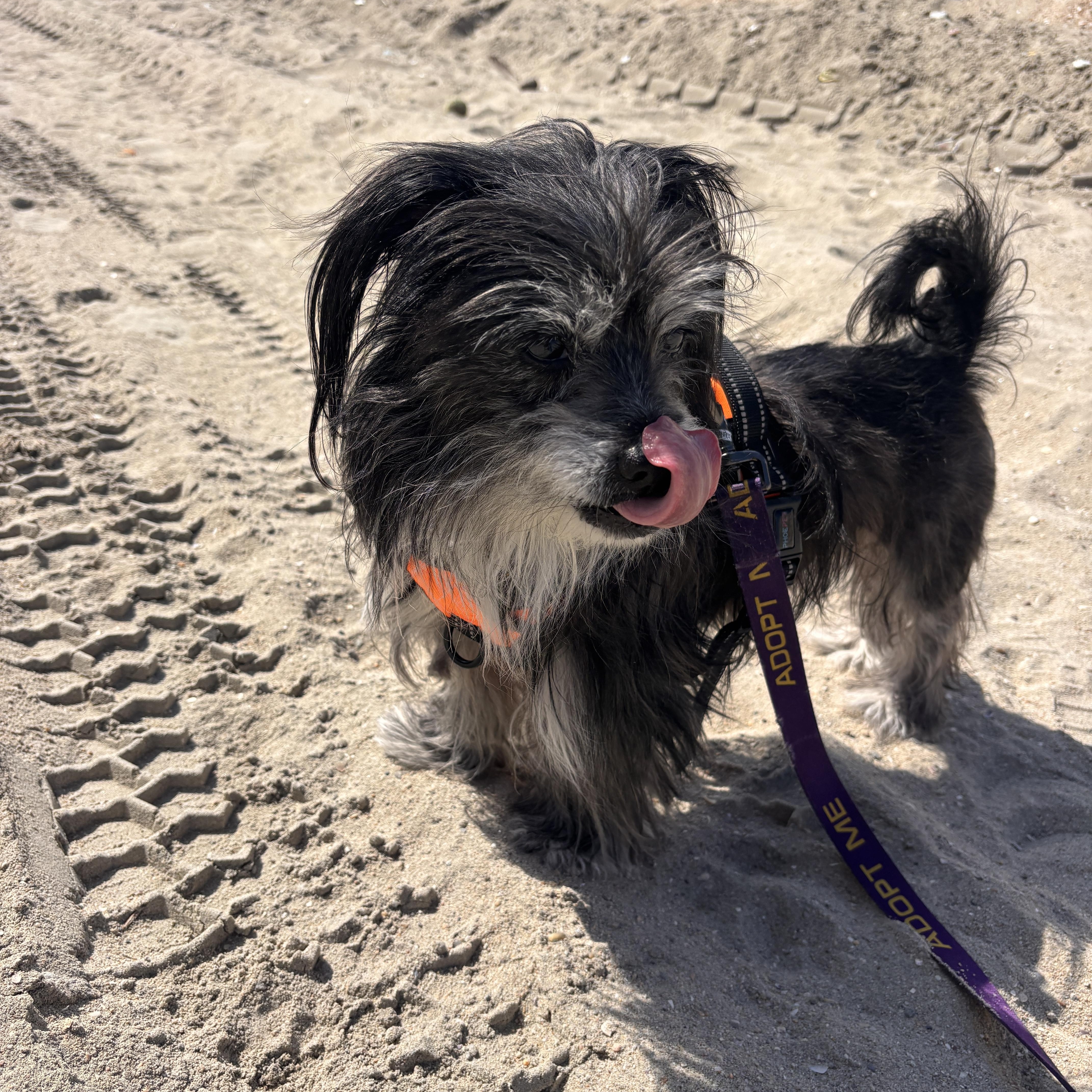 Jack, an adopted mixed breed in Laguna Beach, CA image 5/5