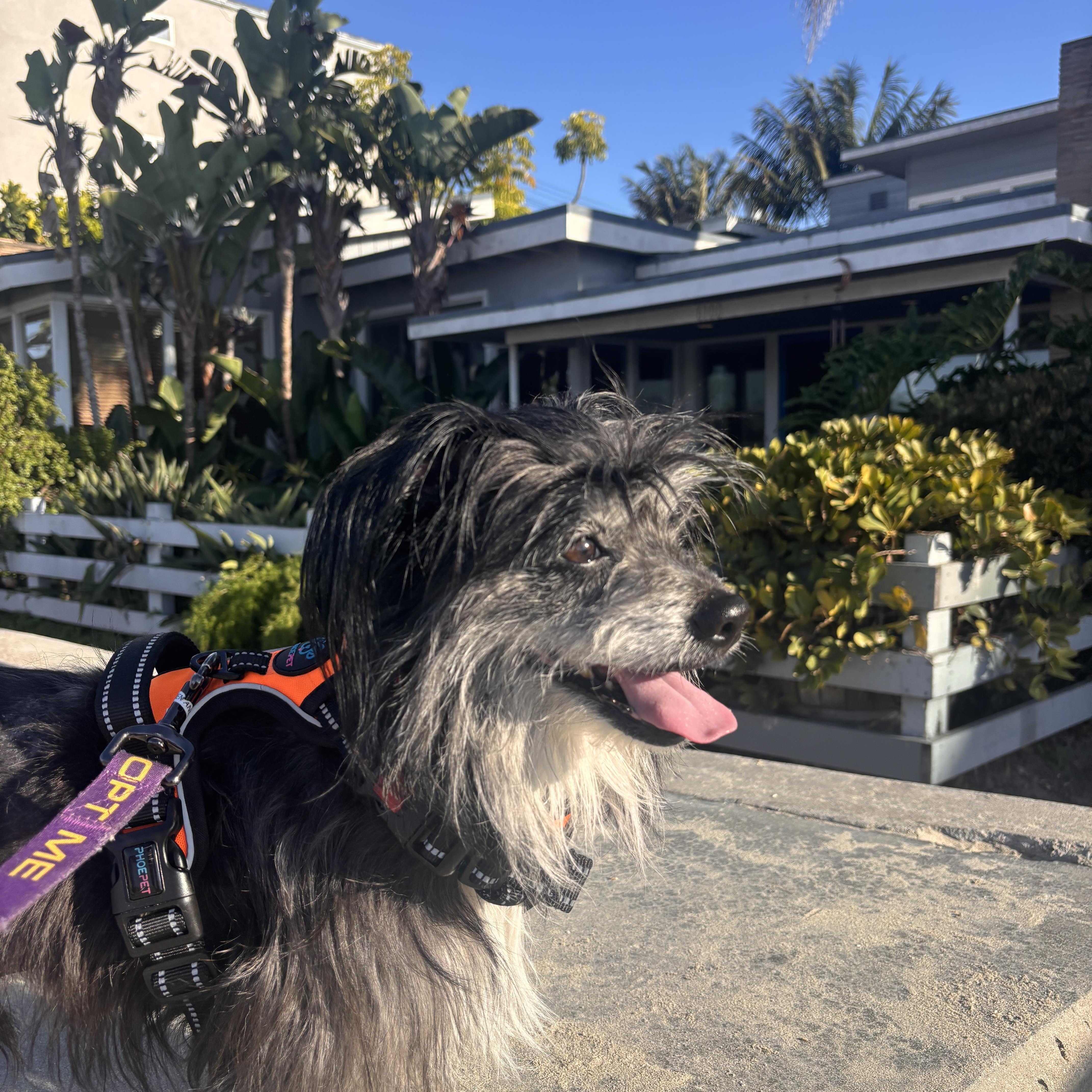 Jack, an adopted mixed breed in Laguna Beach, CA image 4/5