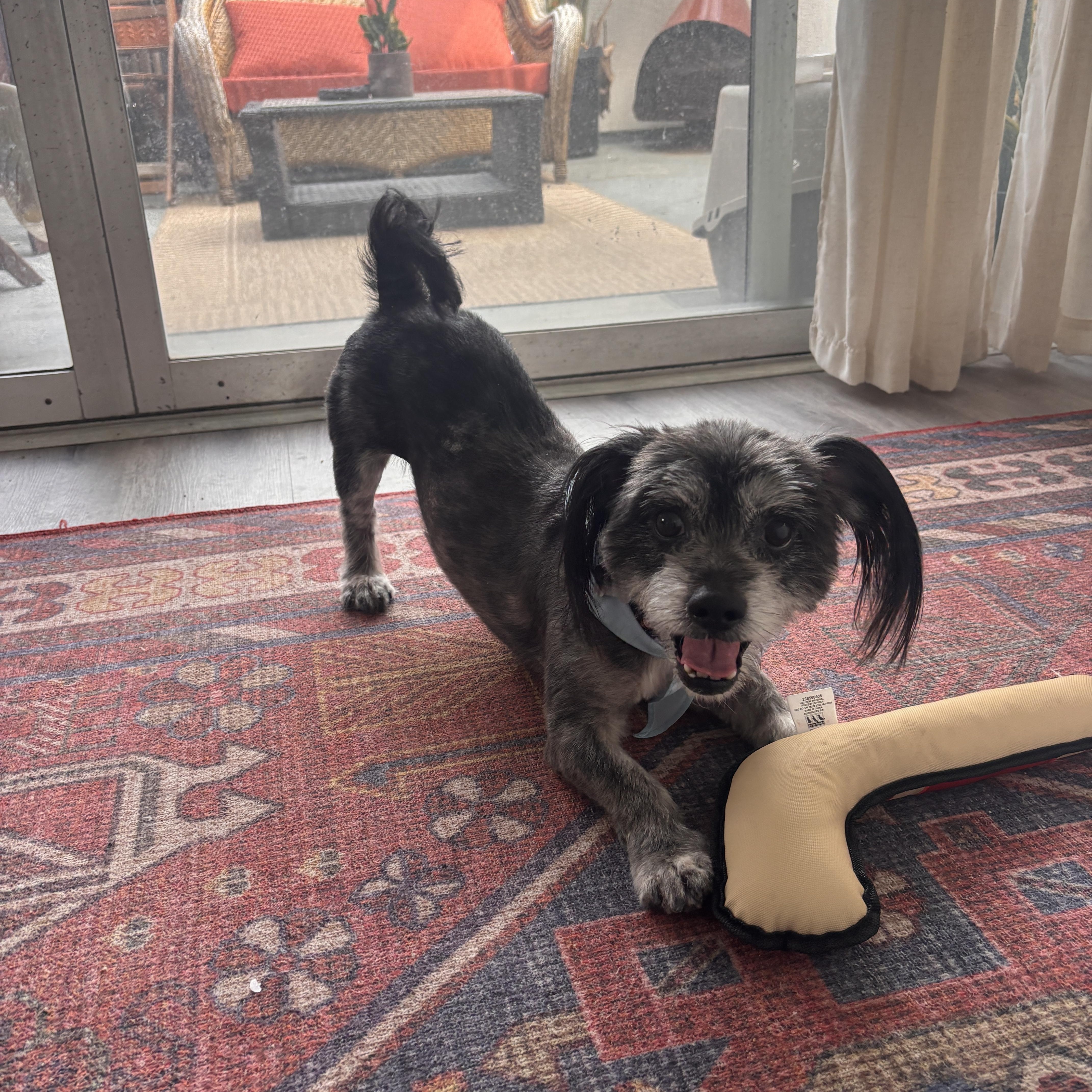 Jack, an adopted mixed breed in Laguna Beach, CA image 1/5