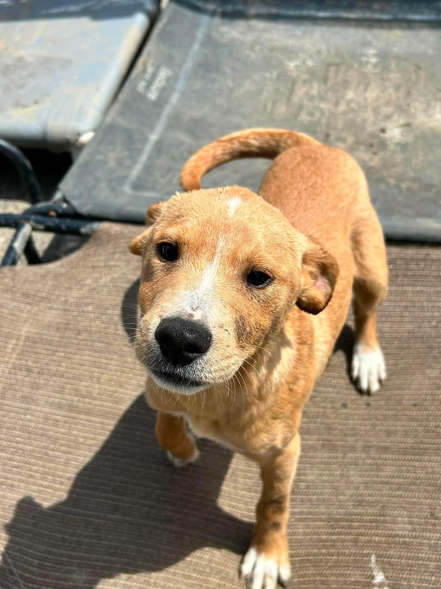Enlarge Marshmallow, a ADOPTABLE mixed breed in Brunswick, OH image 2/5