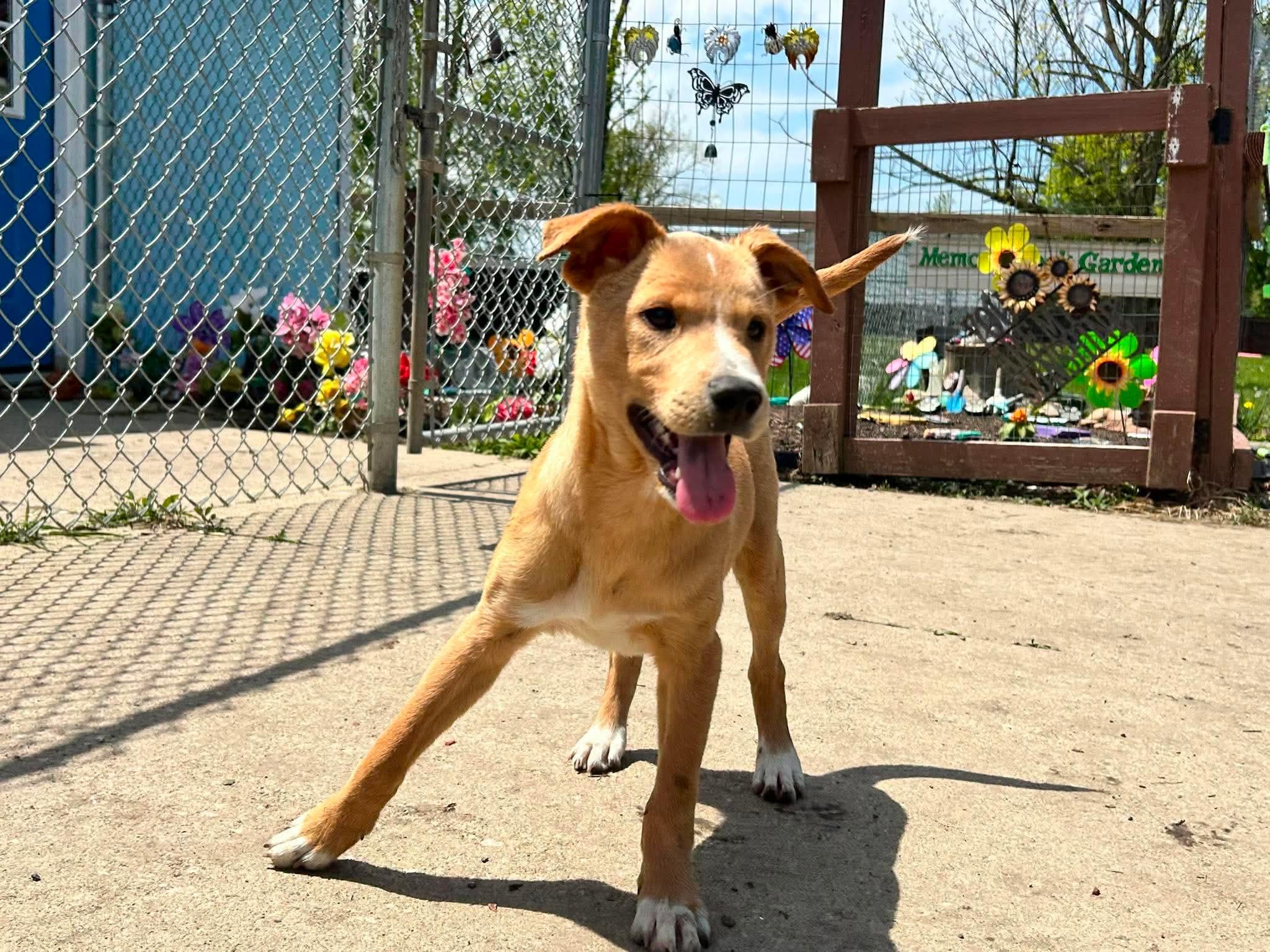 Enlarge Marshmallow, a ADOPTABLE mixed breed in Brunswick, OH image 1/5
