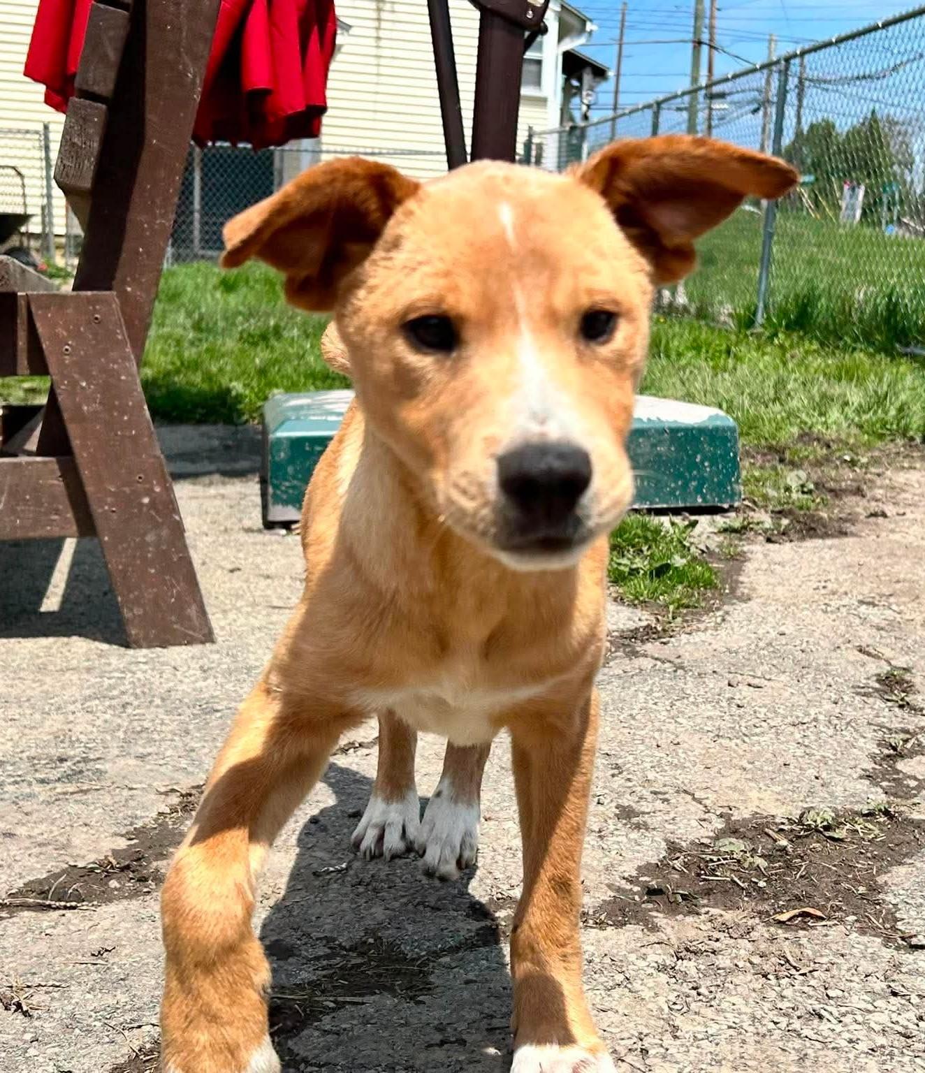 Enlarge Marshmallow, a ADOPTABLE mixed breed in Brunswick, OH image 5/5