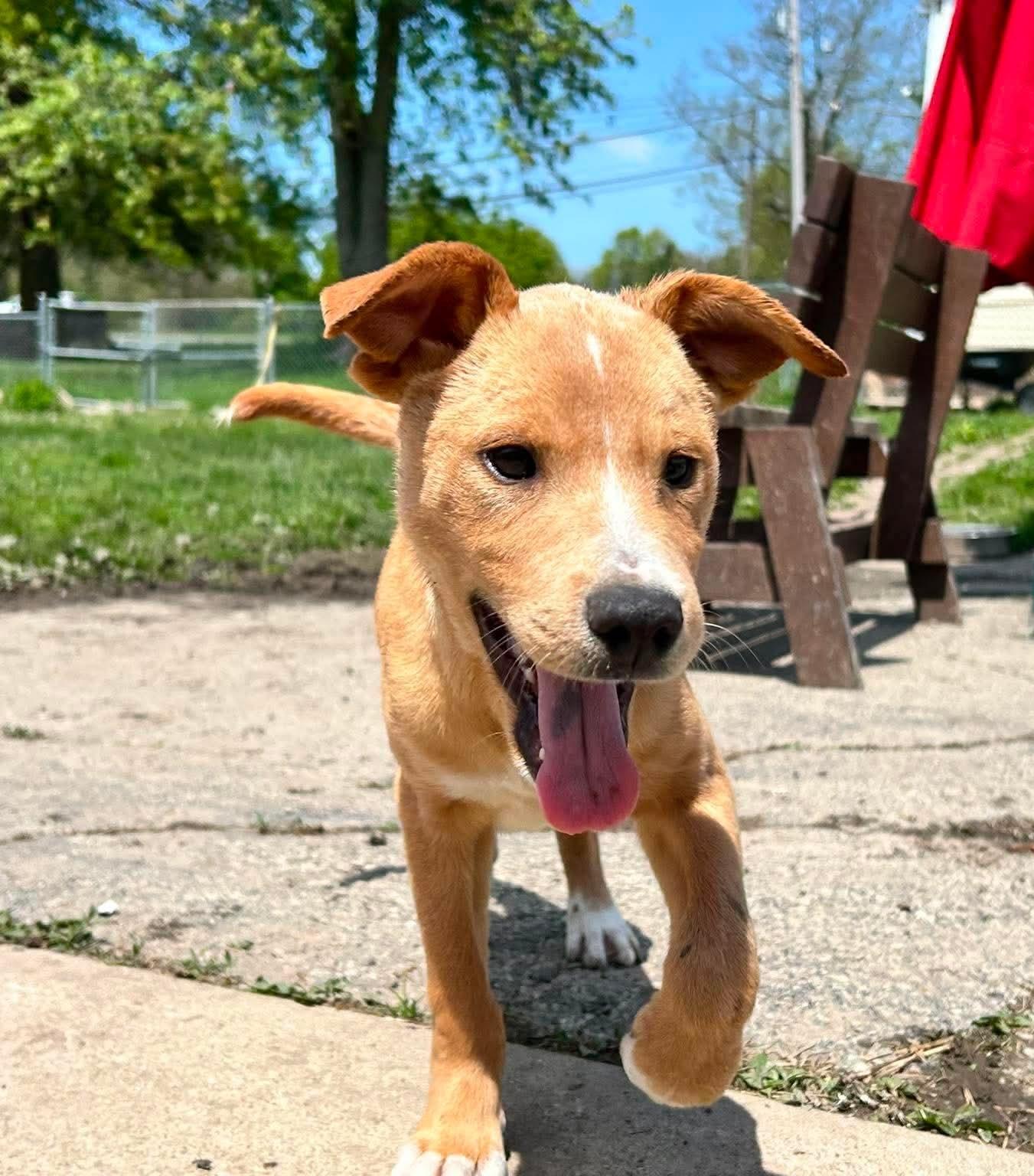 Enlarge Marshmallow, a ADOPTABLE mixed breed in Brunswick, OH image 4/5
