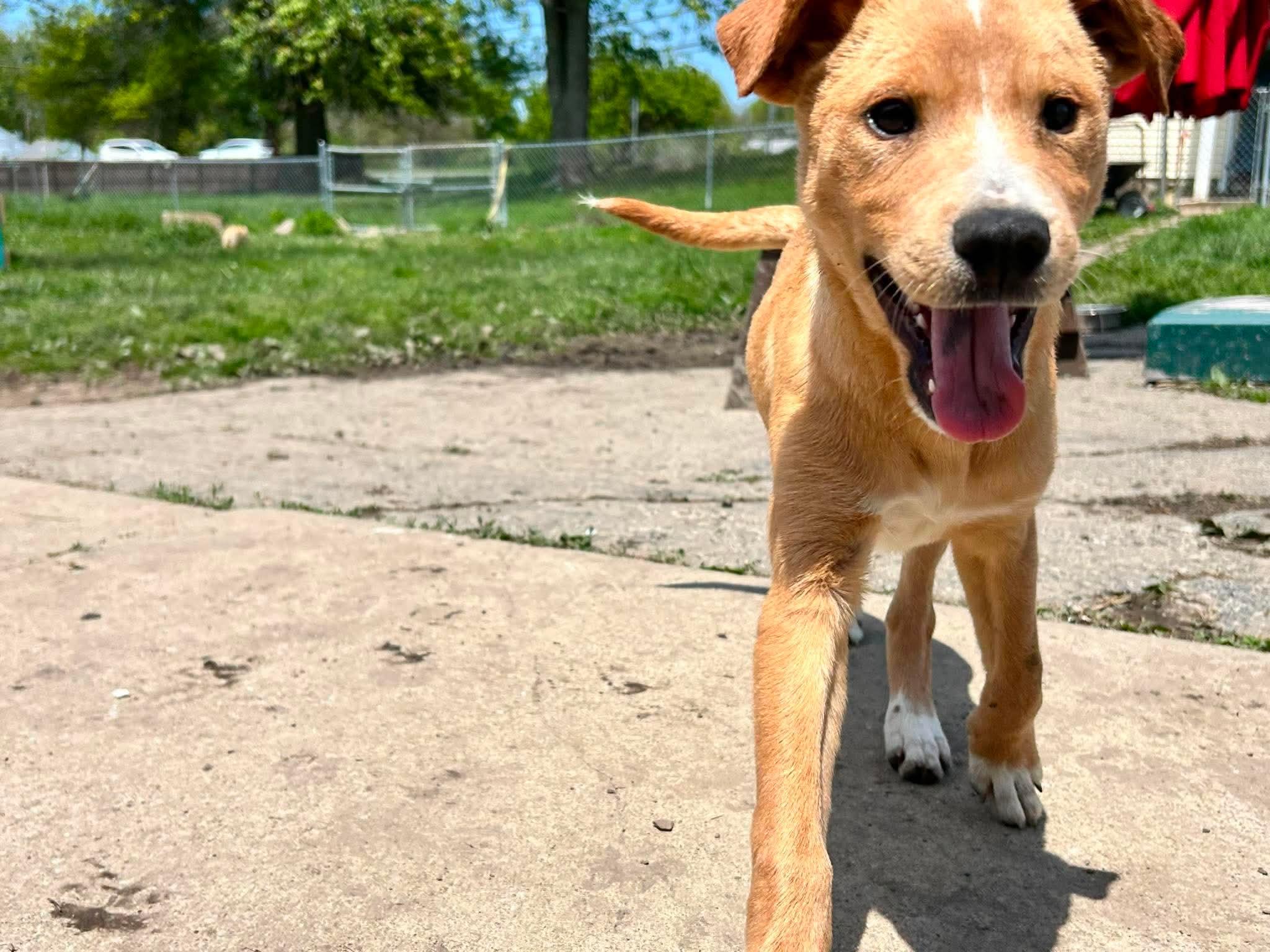 Enlarge Marshmallow, a ADOPTABLE mixed breed in Brunswick, OH image 3/5