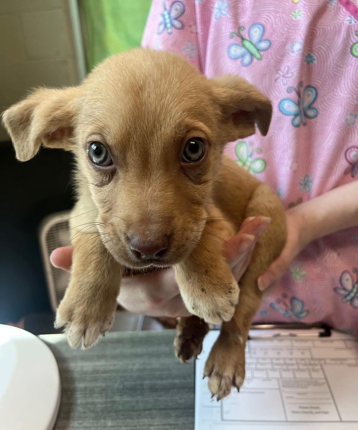 Enlarge Ravioli, a ADOPTABLE mixed breed in Newfoundland, NJ image 2/2