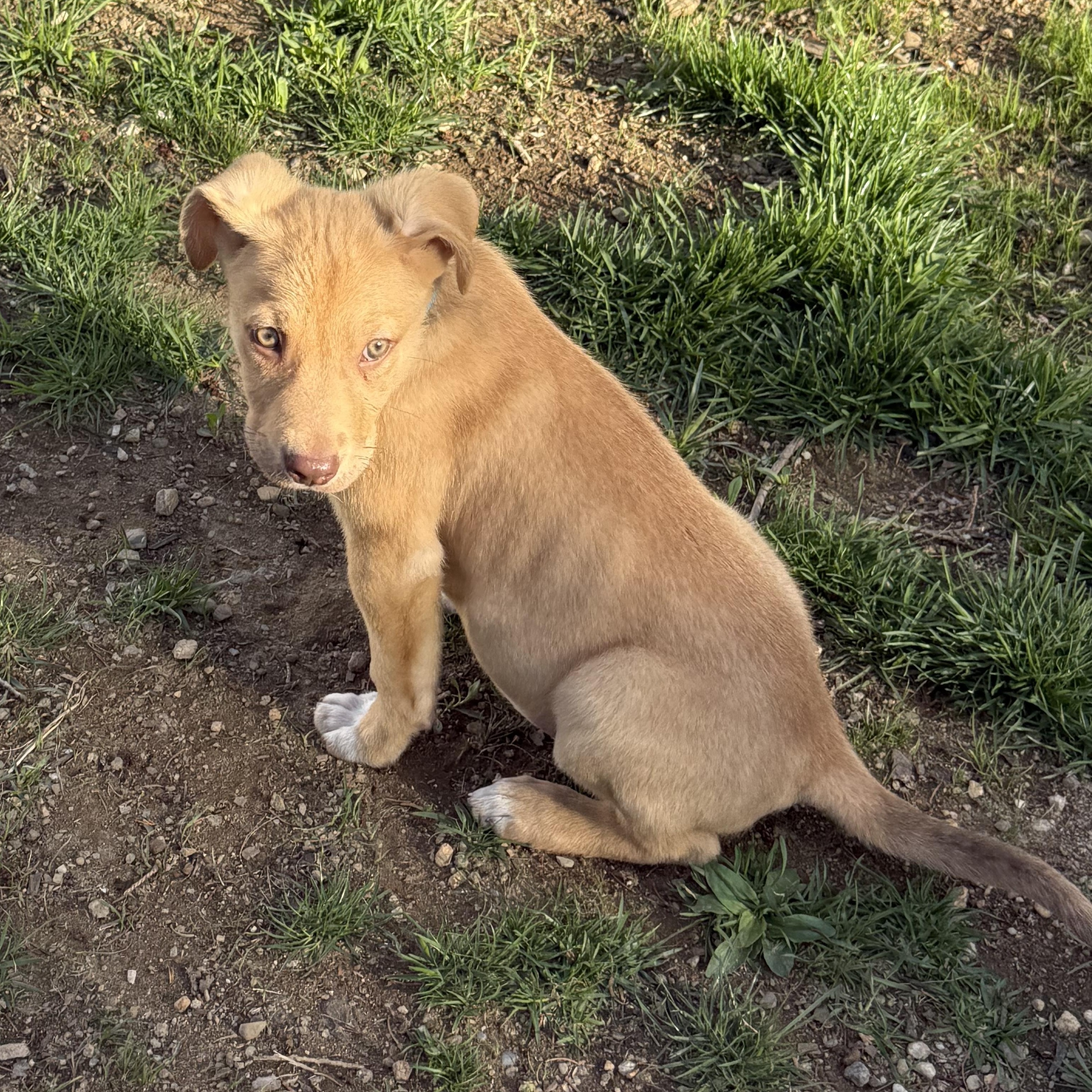 Enlarge Ravioli, a ADOPTABLE mixed breed in Newfoundland, NJ image 4/5