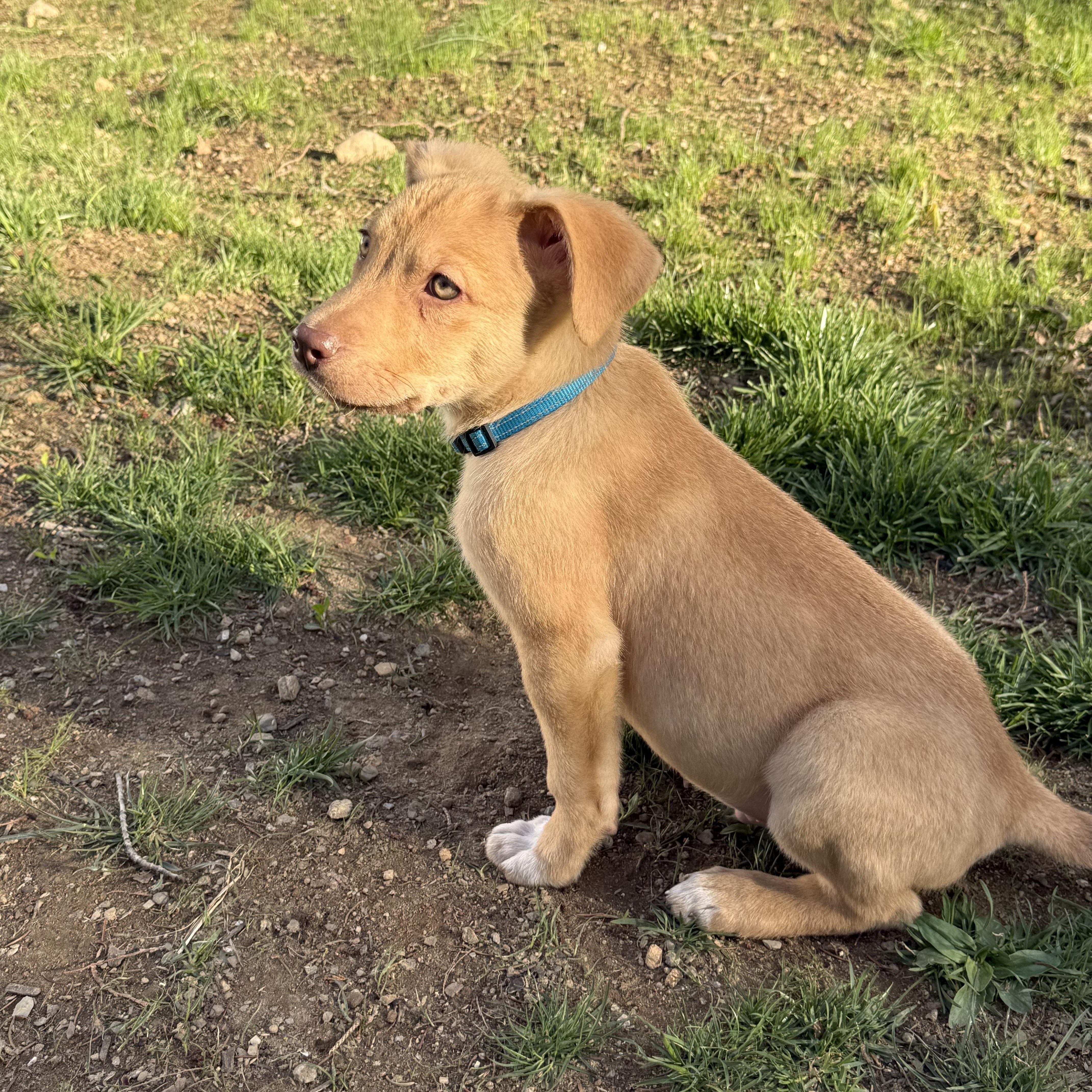 Beau Ravioli, ADOPTABLE, Young Male Yellow Labrador Retriever & Pit Bull Terrier.
