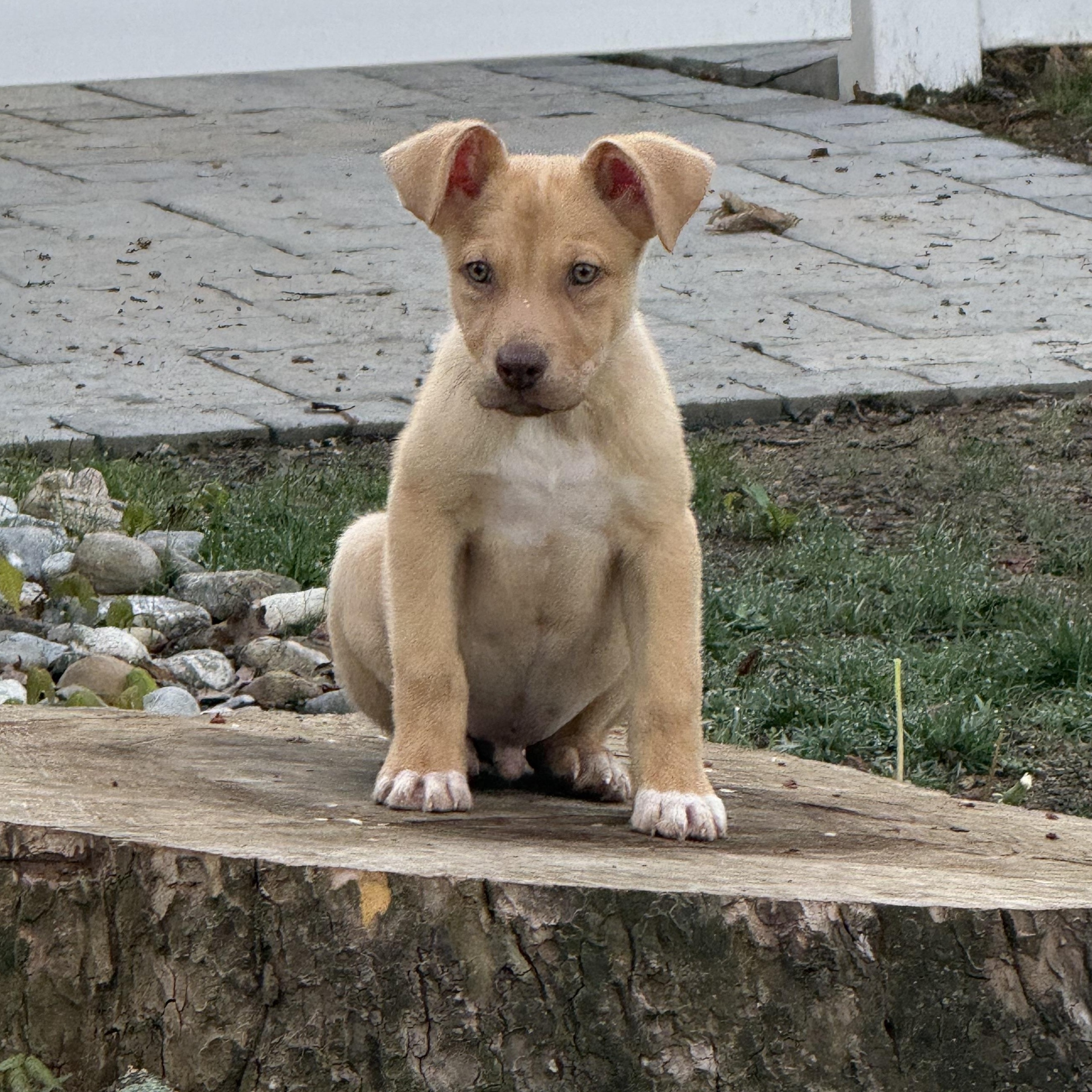 Enlarge Ravioli, a ADOPTABLE mixed breed in Newfoundland, NJ image 2/5