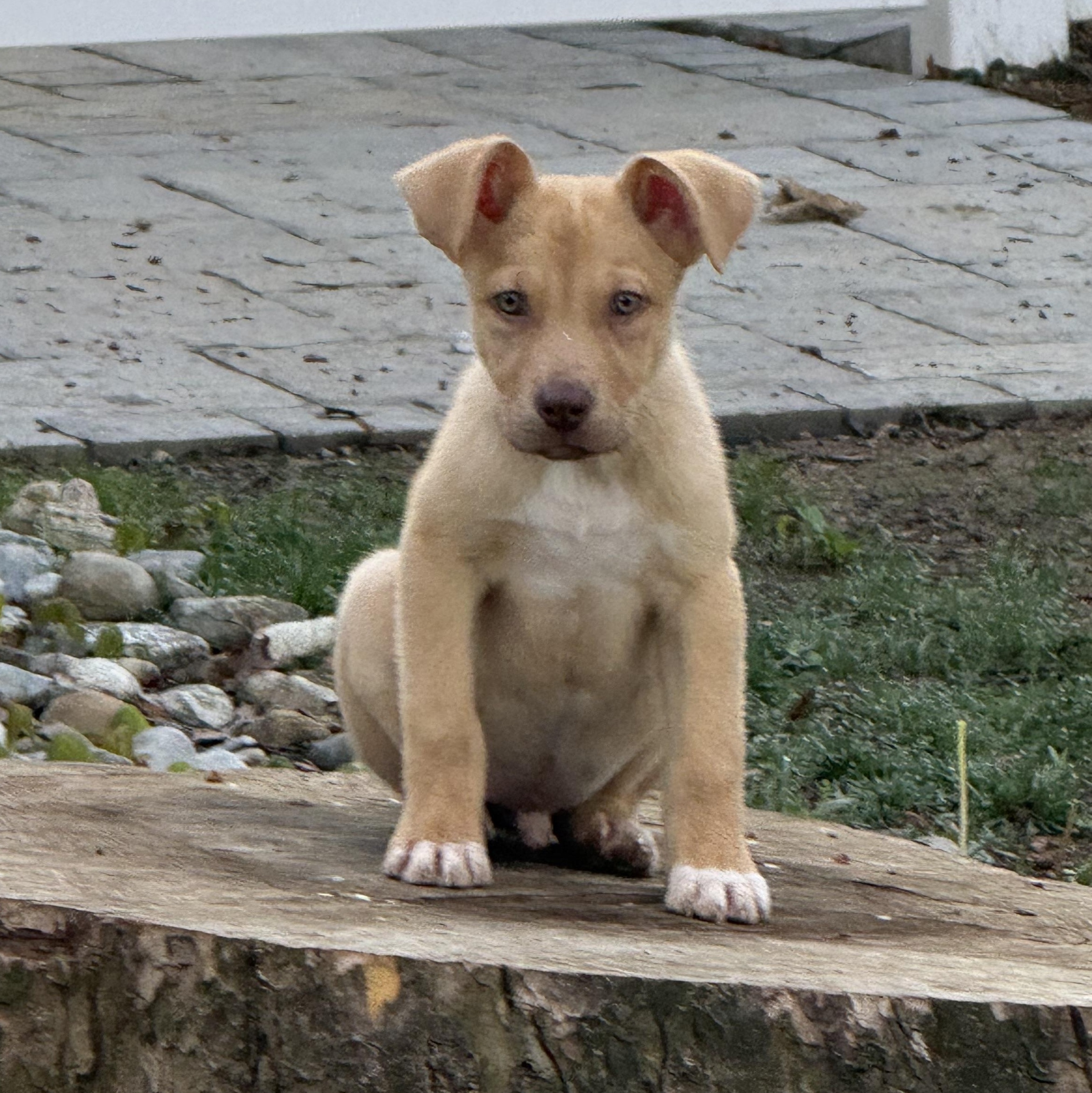 Ravioli, ADOPTABLE, Puppy Male Terrier & Chiweenie.