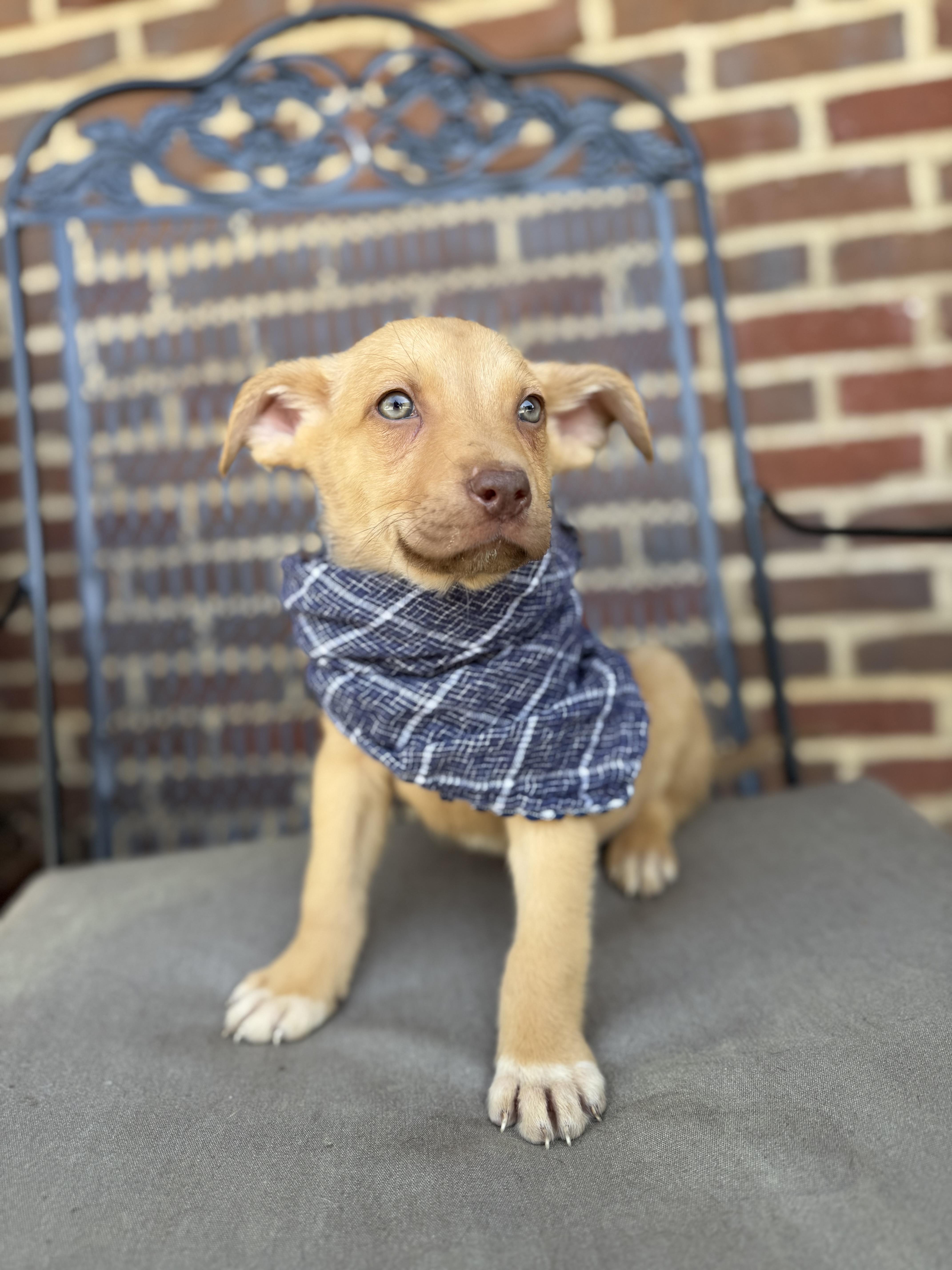 Ravioli, ADOPTABLE, Puppy Male Terrier & Chiweenie.