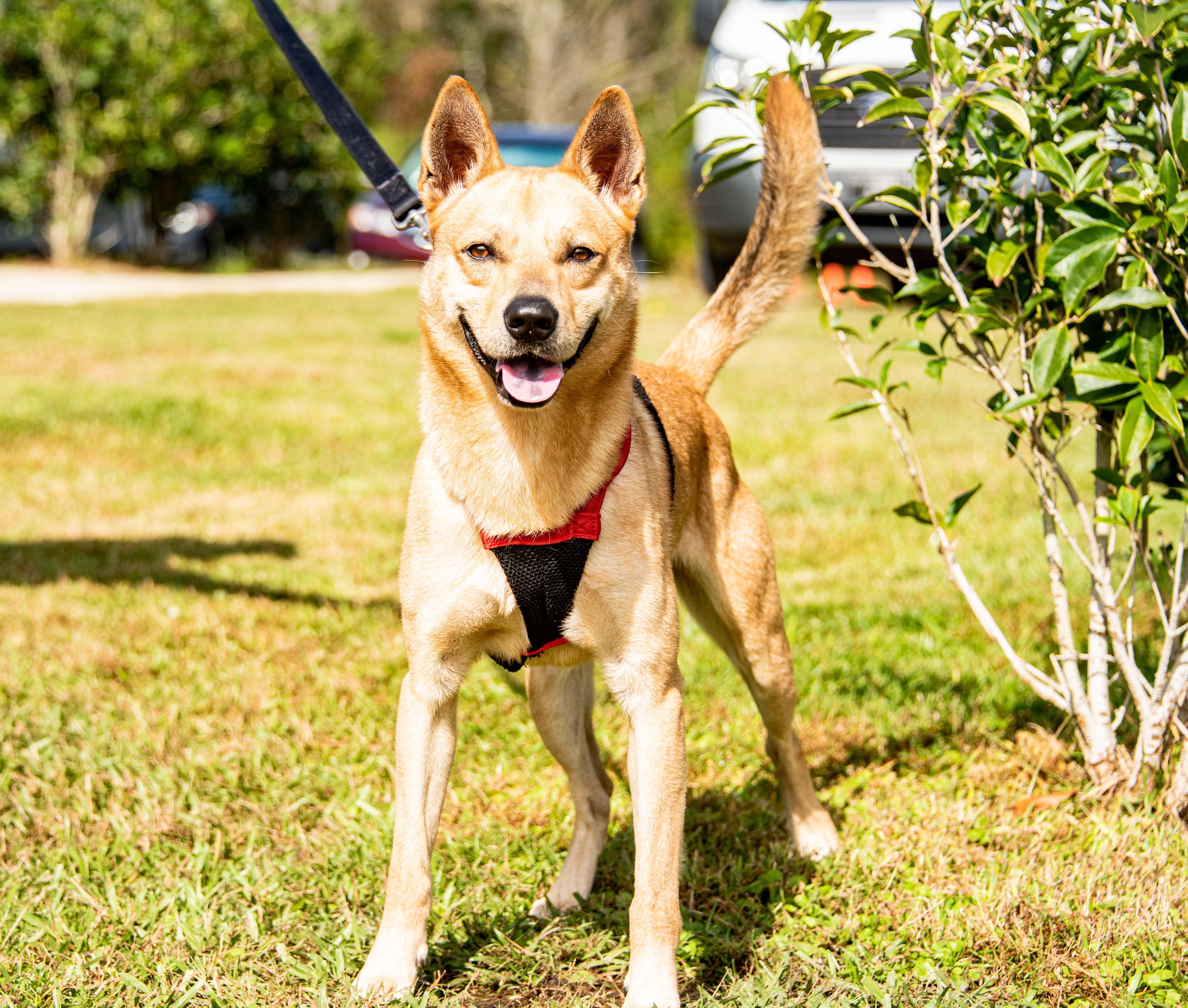 Ranger, Adoptable, Adult Male Shepherd.