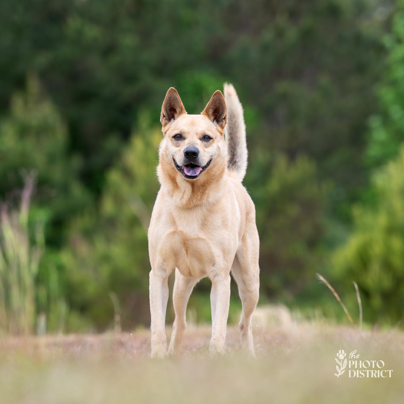 Ranger, a Adoptable mixed breed in Winnabow, NC image 3/4