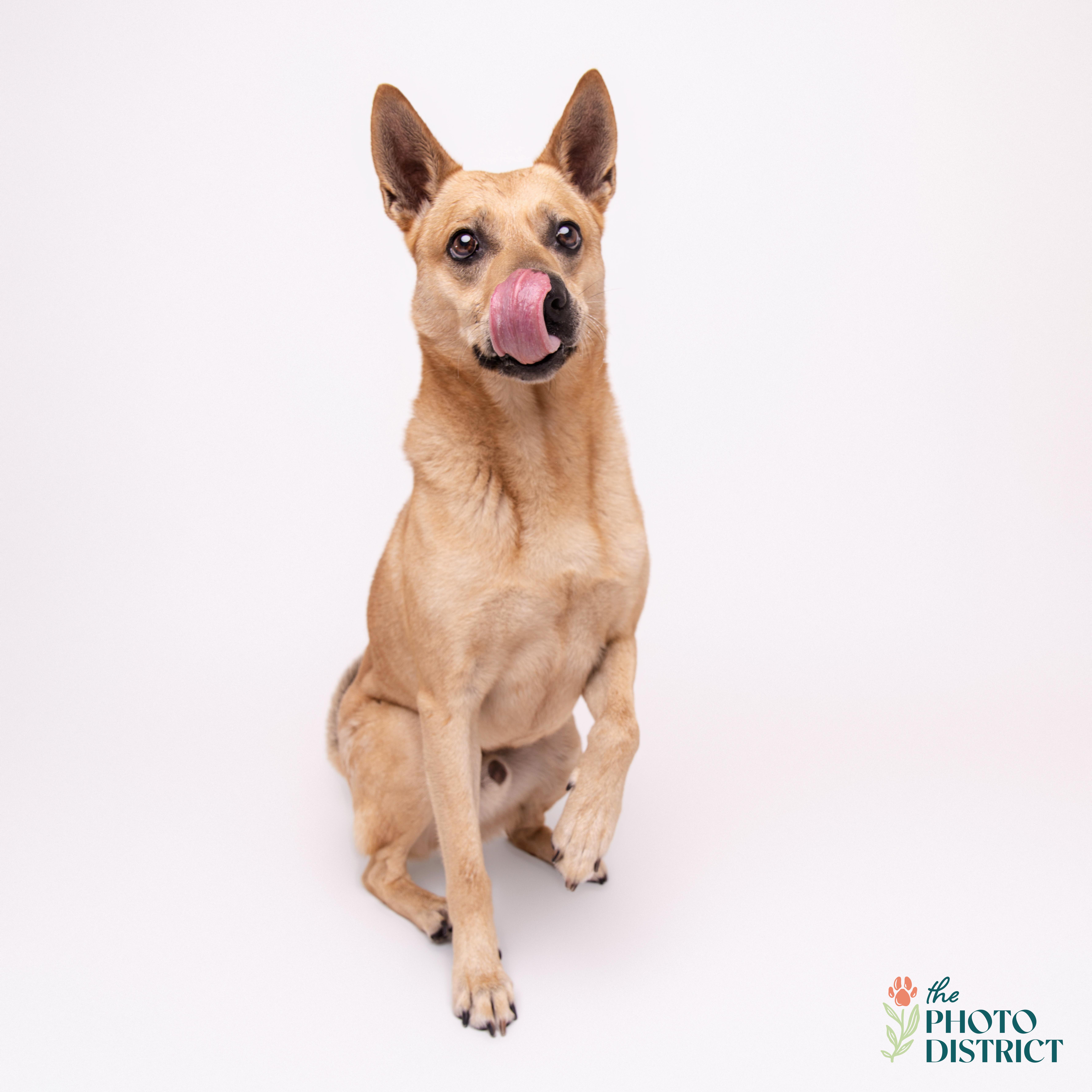 Ranger, a Adoptable mixed breed in Winnabow, NC image 4/5