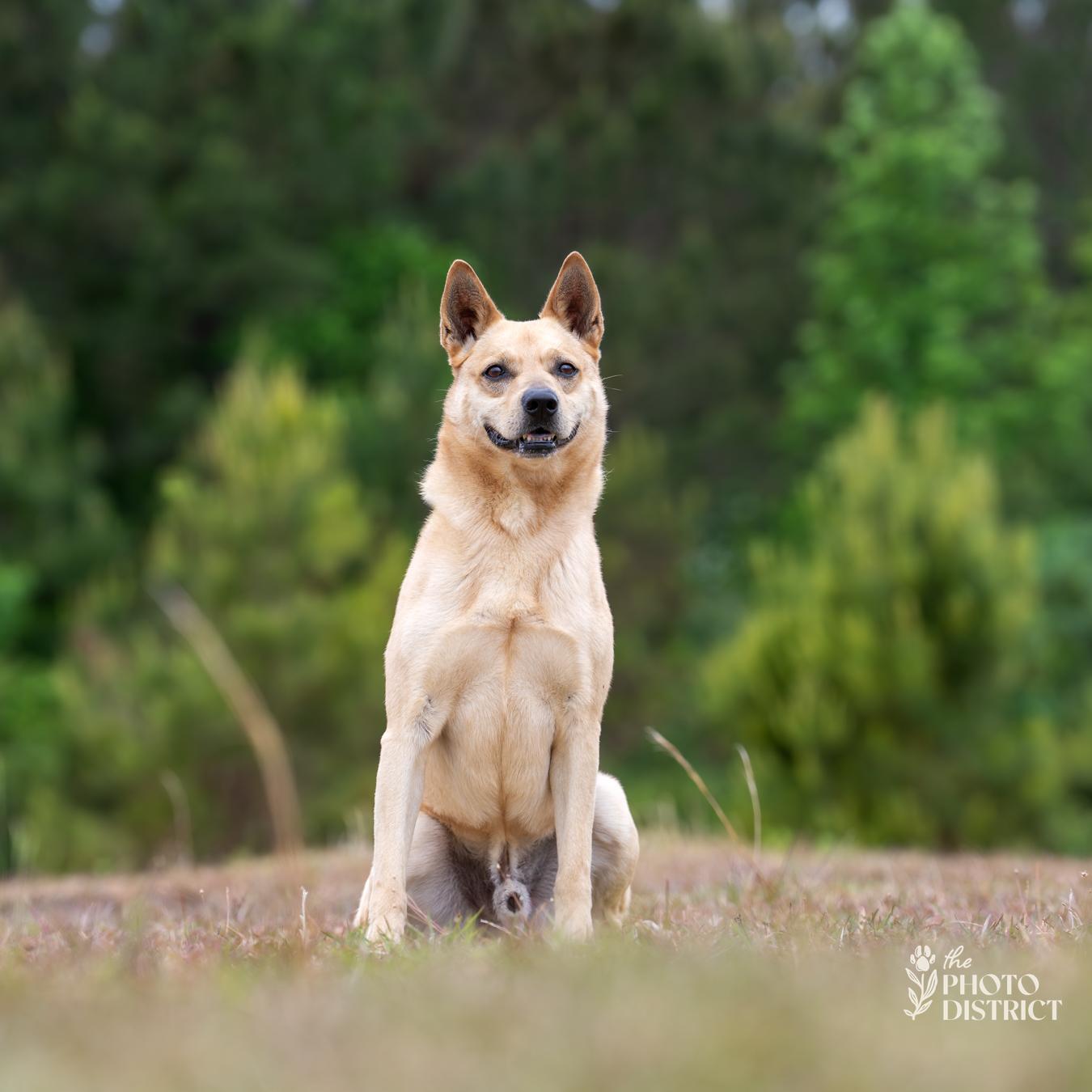 Ranger, a Adoptable mixed breed in Winnabow, NC image 4/4