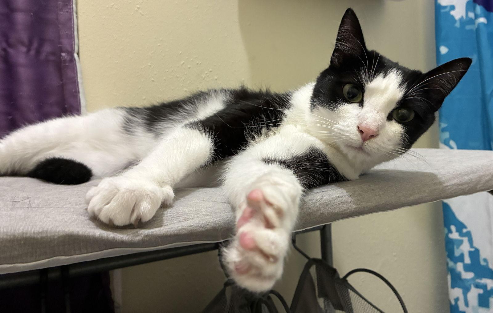 Freya, Adoptable, Adult Female Domestic Short Hair.