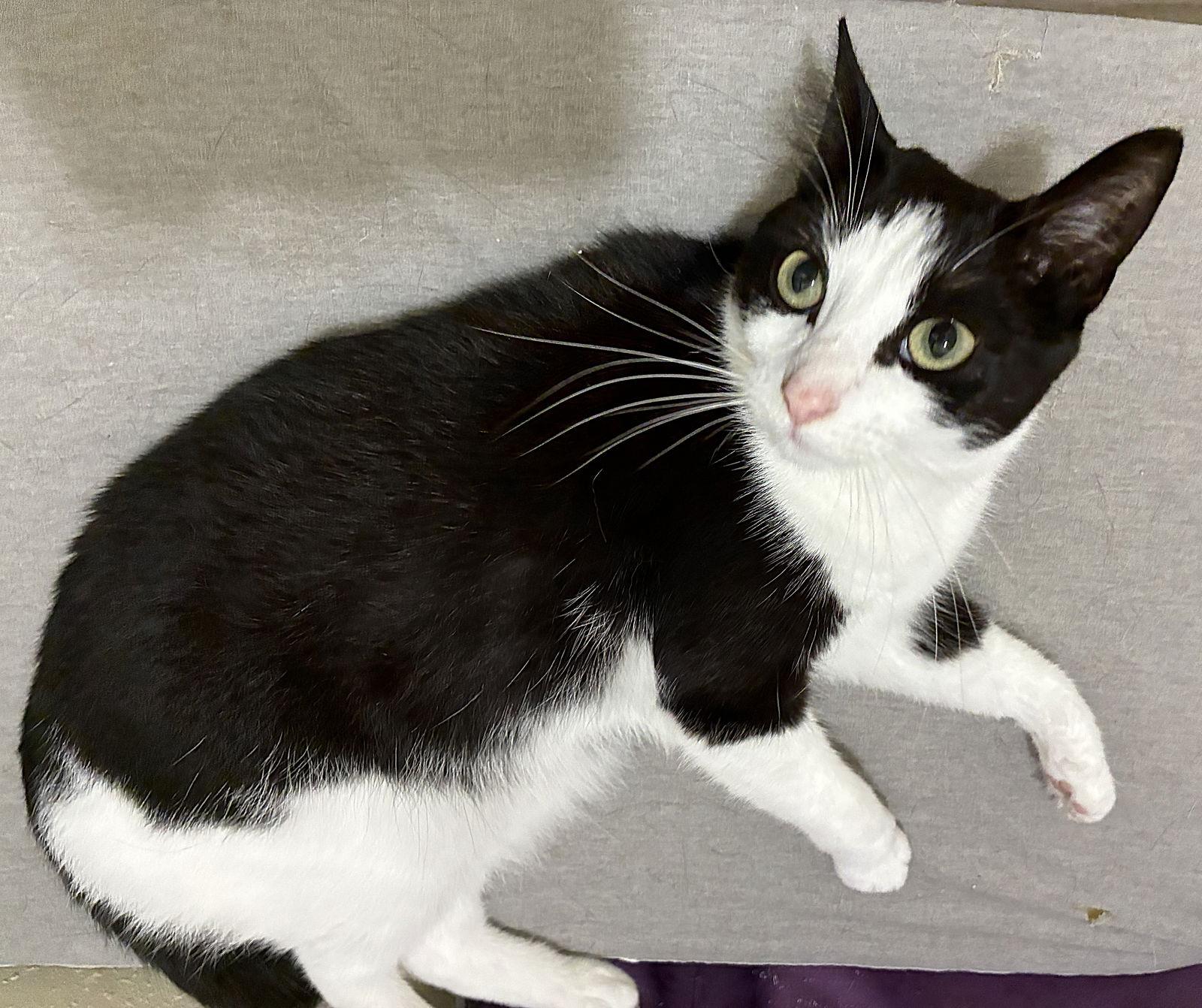 Freya, a Adoptable Domestic Short Hair in Oviedo, FL image 2/2