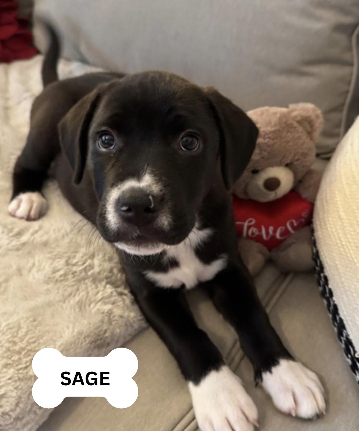 Sage, ADOPTABLE, Puppy Male Labrador Retriever.