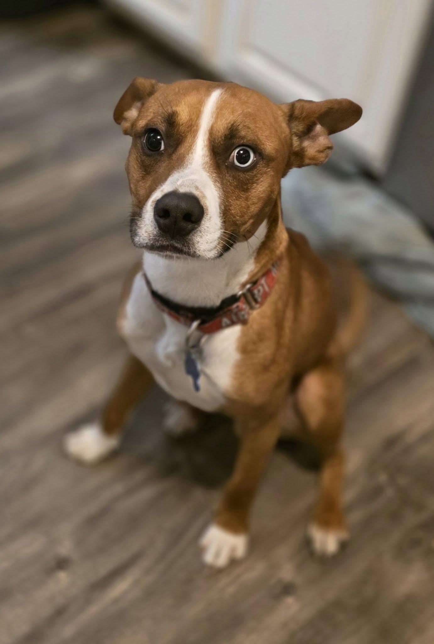 Burner, an adoptable mixed breed in Overland Park, KS image 4/5