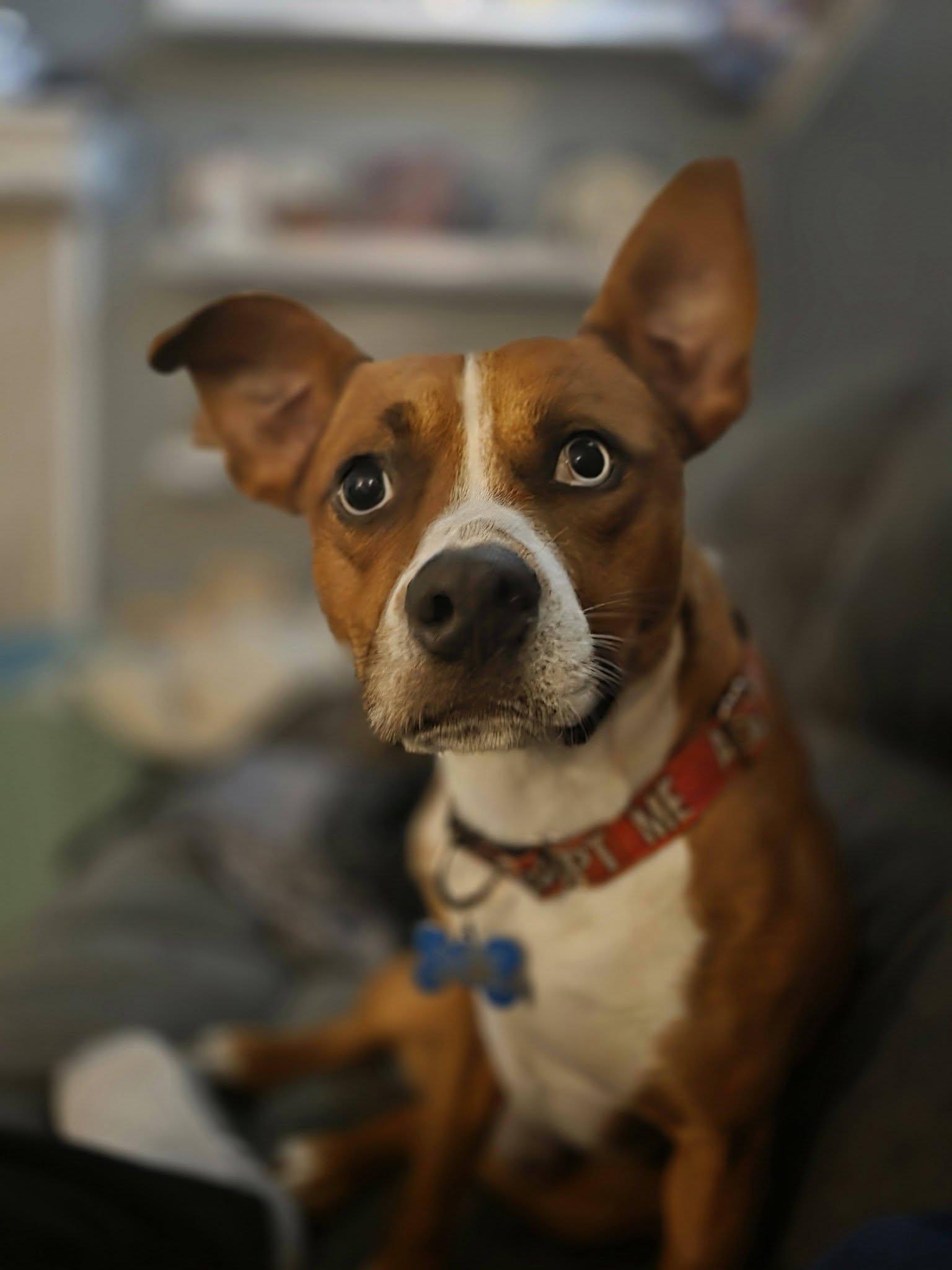 Burner, an adoptable mixed breed in Overland Park, KS image 1/5