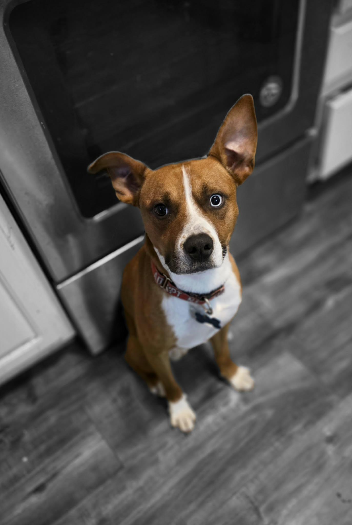 Burner, an adoptable mixed breed in Overland Park, KS image 2/5